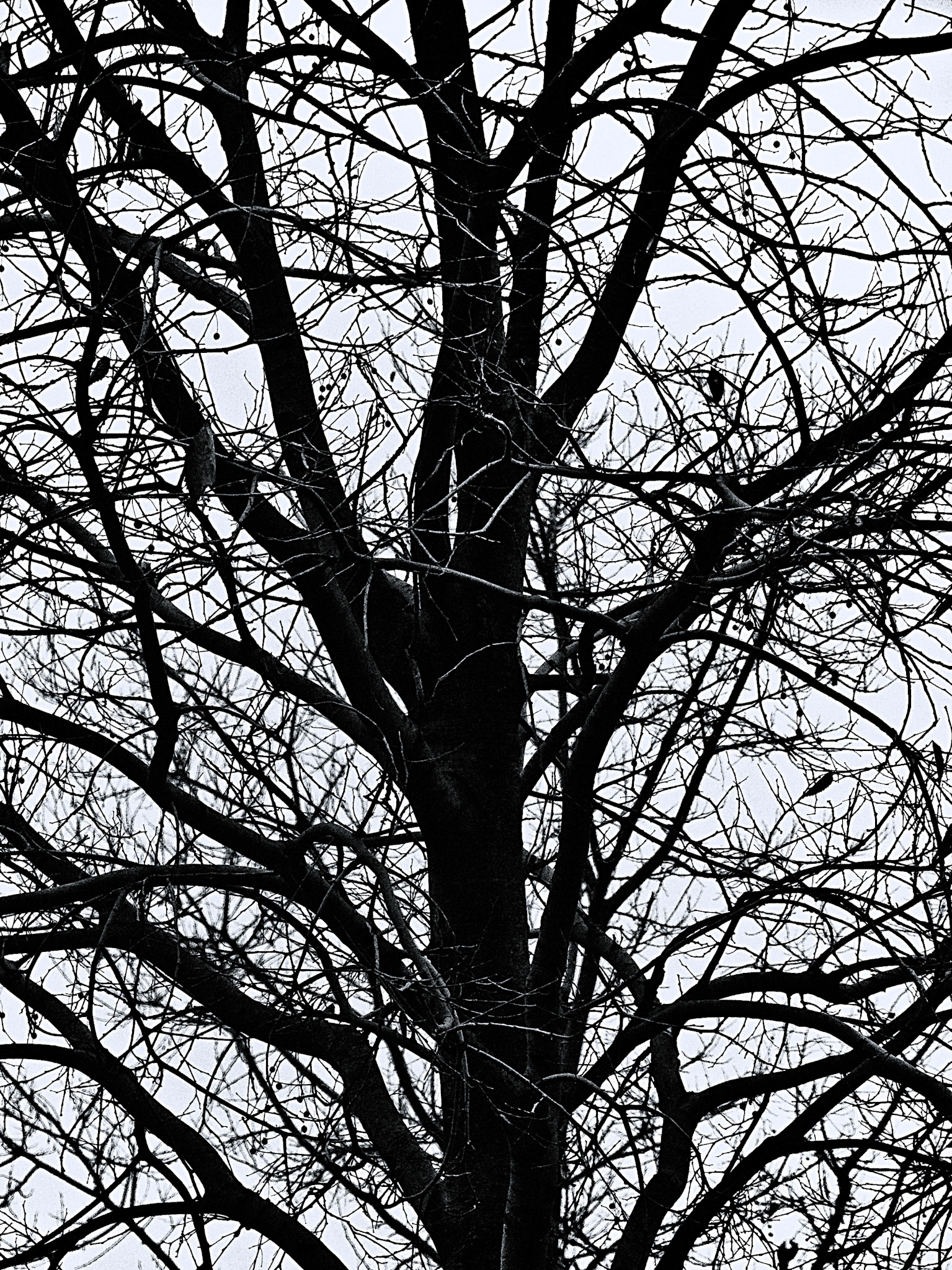 Branch 2. Part of project “From the Witchwood” [RJ 0034]: Photo series about trees and leaves.
