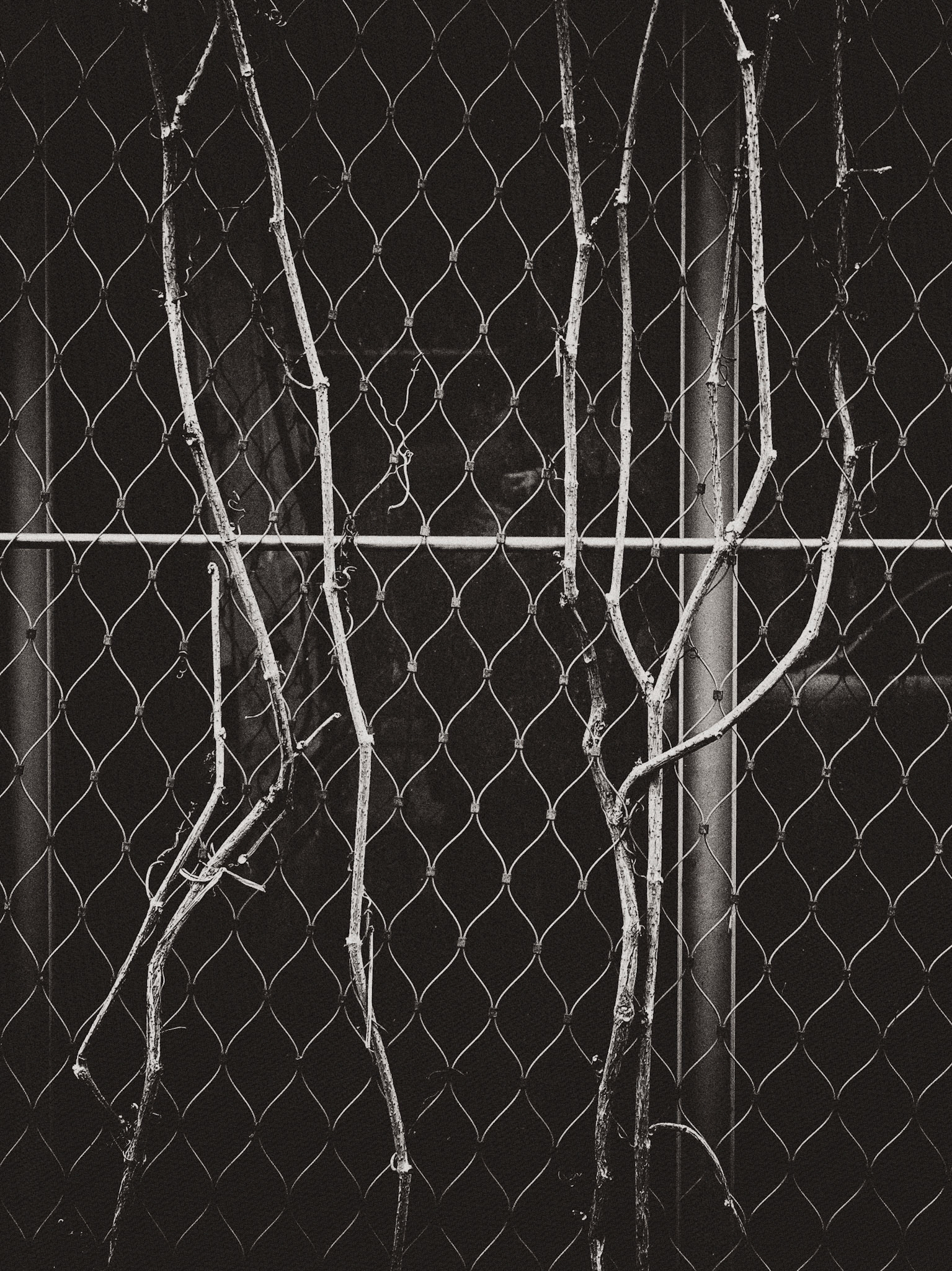 Branch 5. Part of project “From the Witchwood” [RJ 0034]: Photo series about trees and leaves.