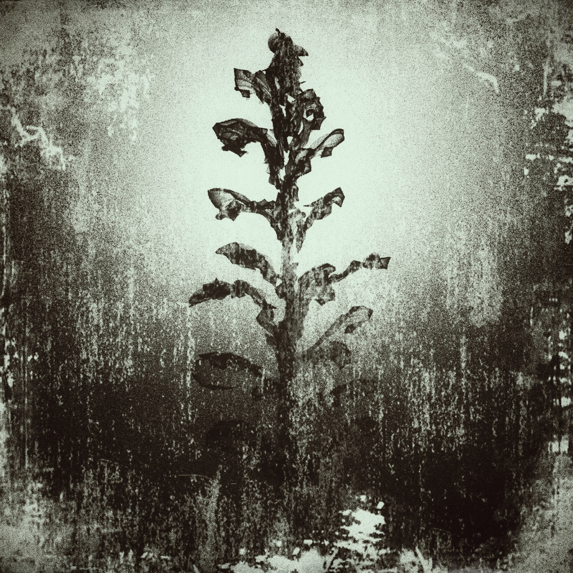 Plant. Part of project “Unsharping the Pen” [RJ 0065]: Various hand-drawn graphics.