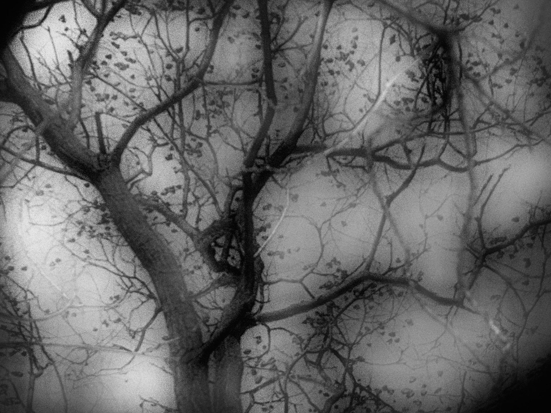 Branch 3. Part of project “From the Witchwood” [RJ 0034]: Photo series about trees and leaves.