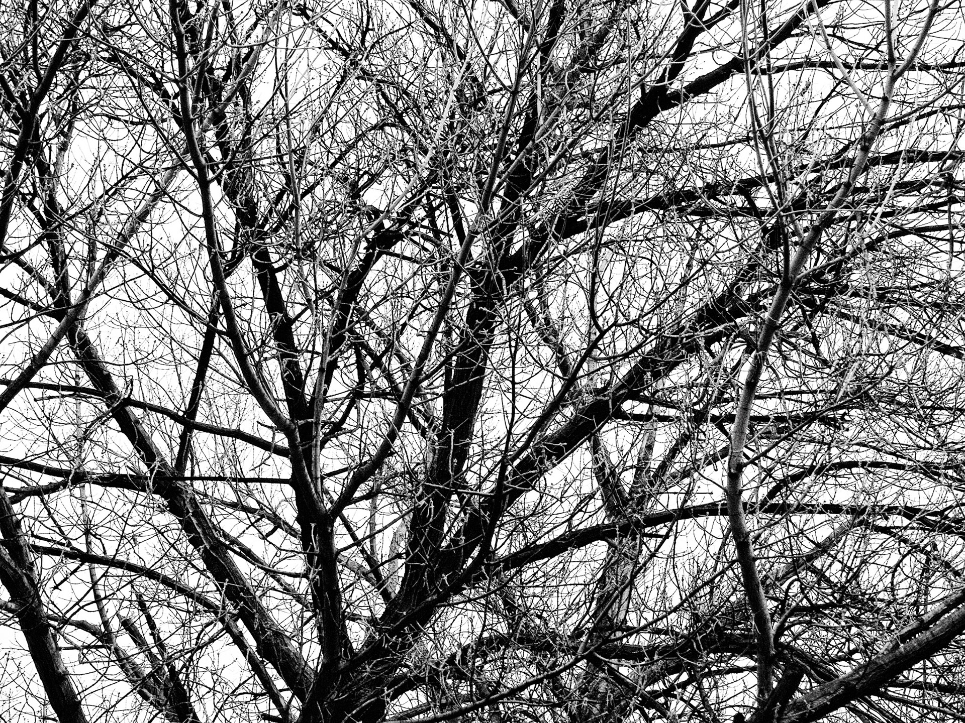 Branch 4. Part of project “From the Witchwood” [RJ 0034]: Photo series about trees and leaves.