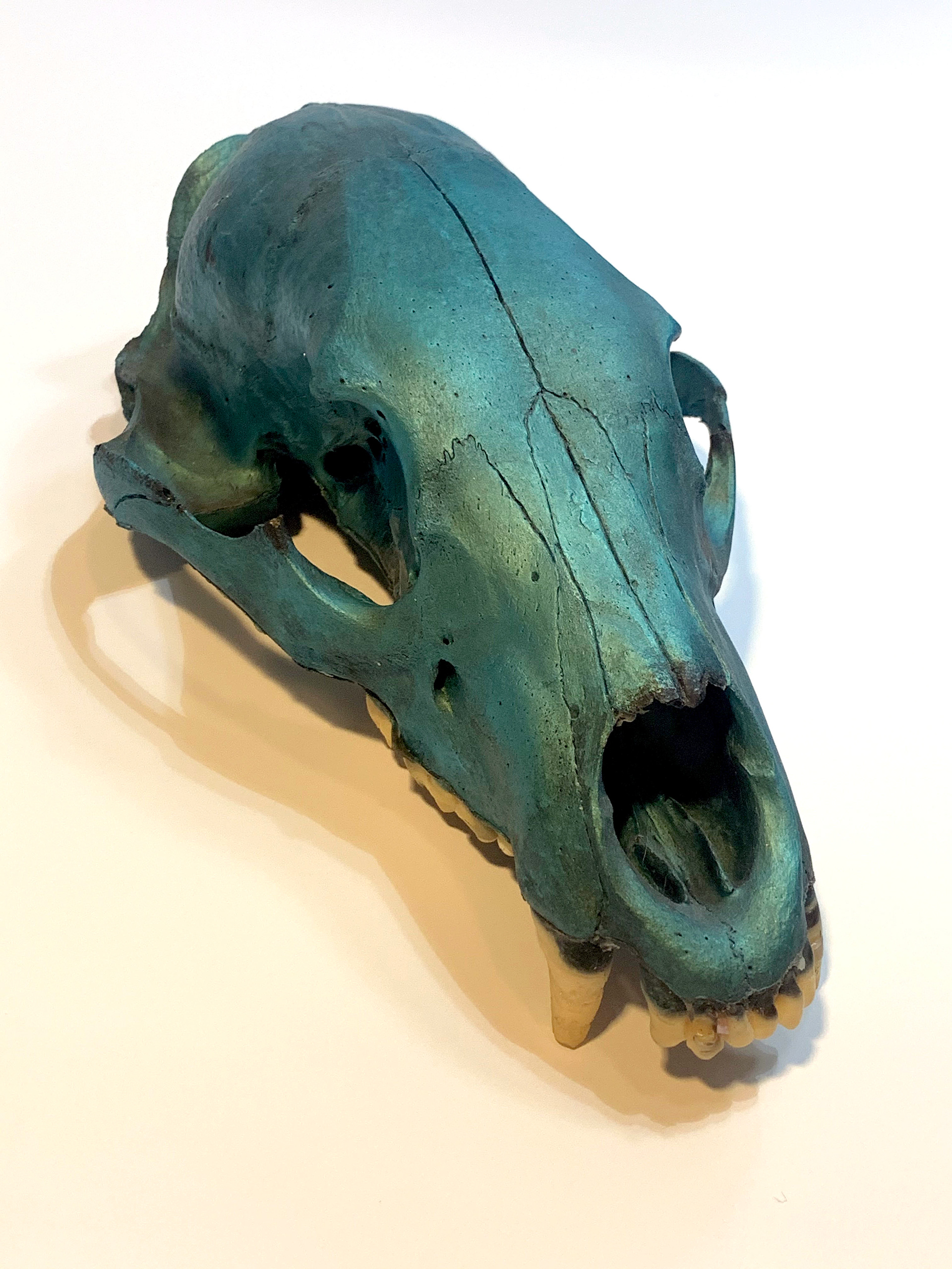 Turquoise Skull #1.  Dental acrylic and urethane plastic.