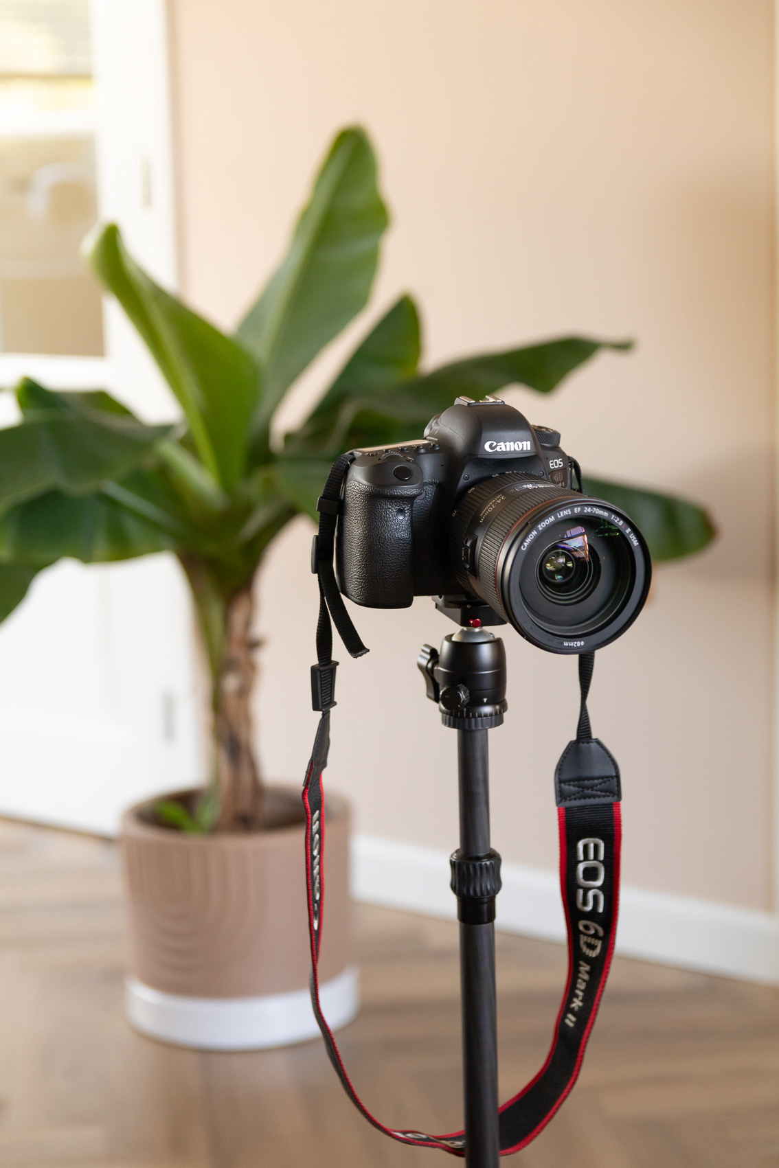 Een camera op een statief voor een plant