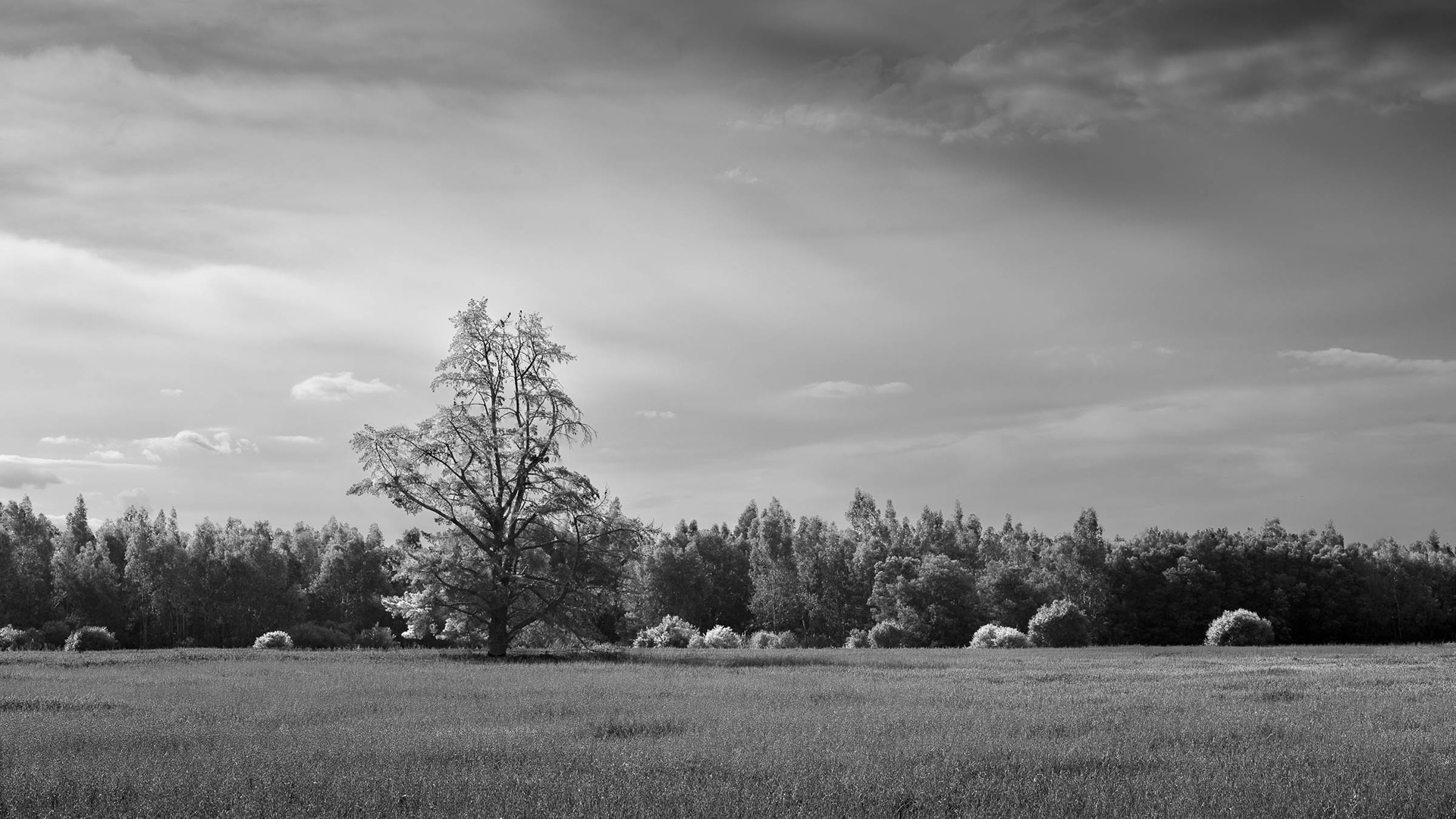 "Near Hermon"