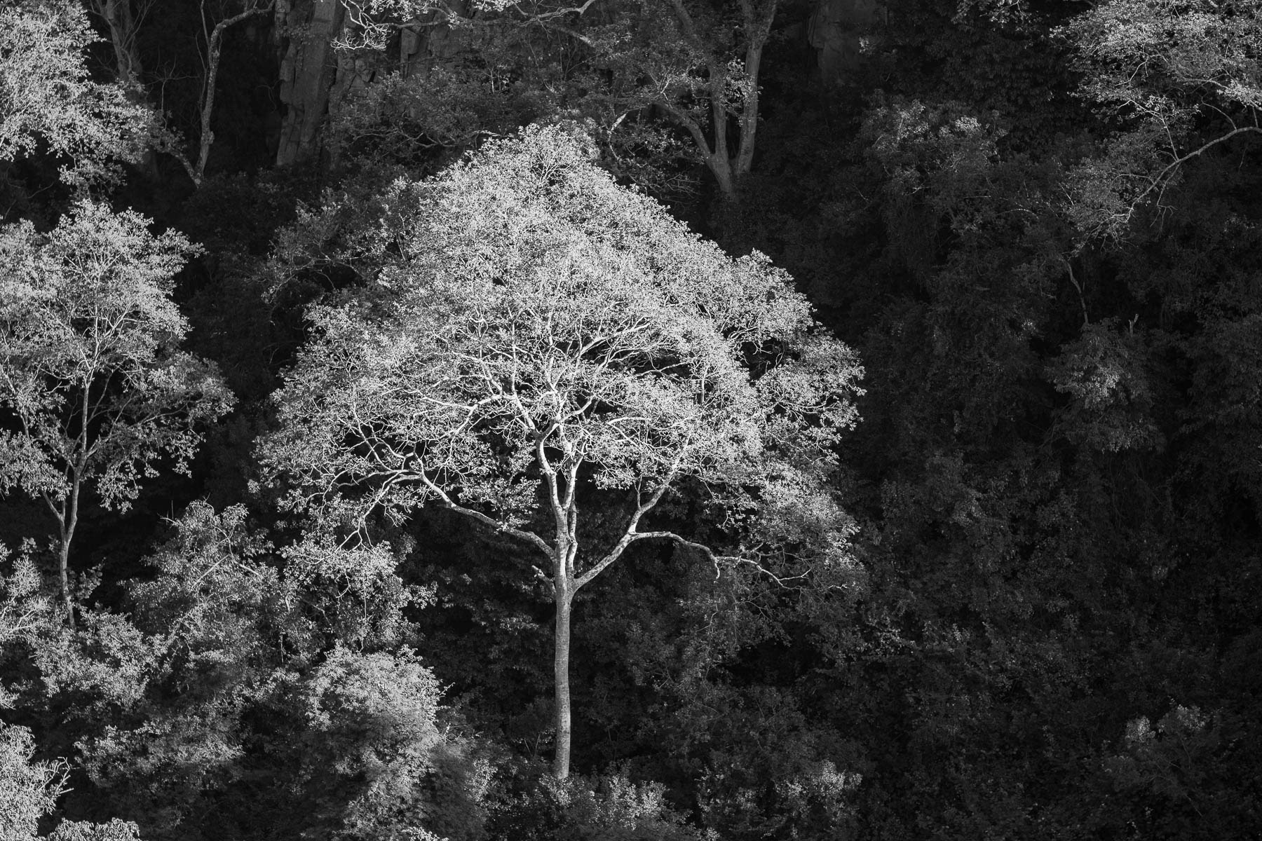 "Bright Tree" Cumberland, Natal.