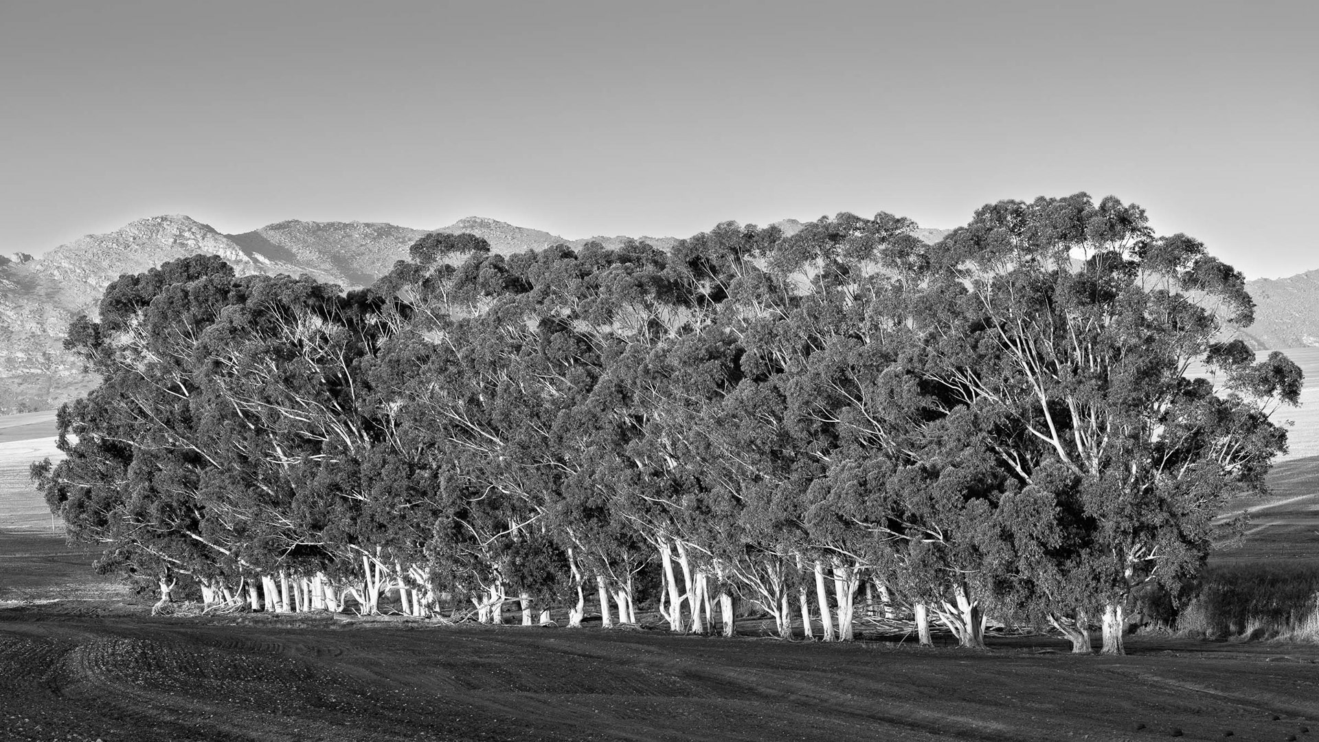 "A Row Of Bluegums"