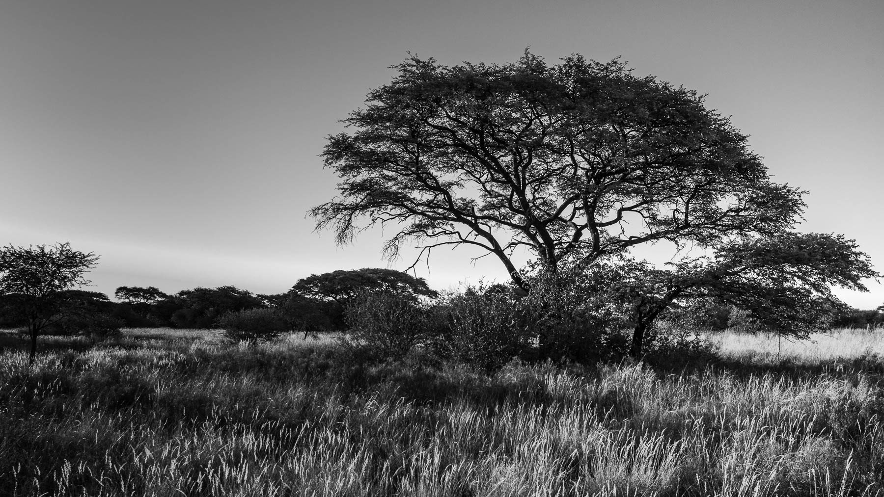 "Kimberley Camelthorn"