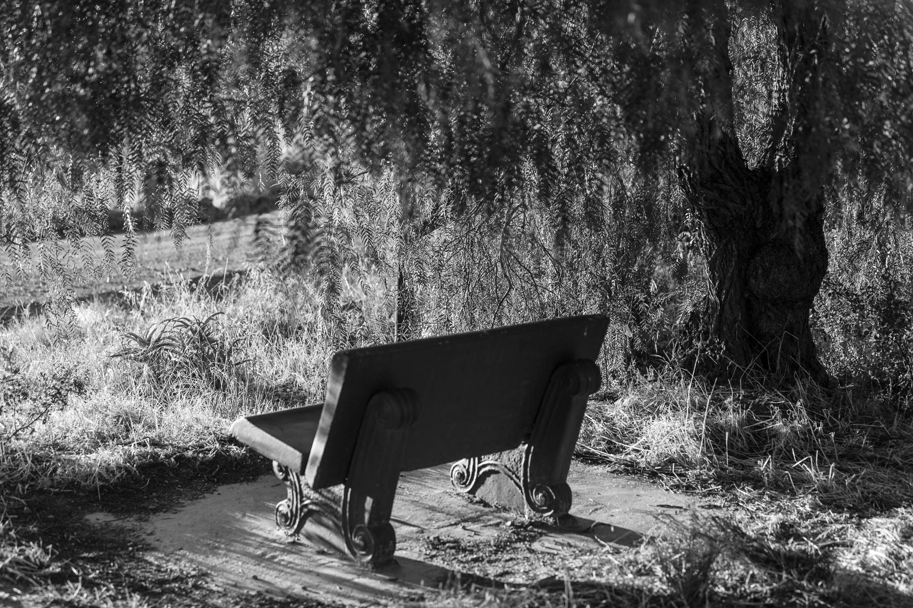 "Lonely Bench Under A Pepper Tree"