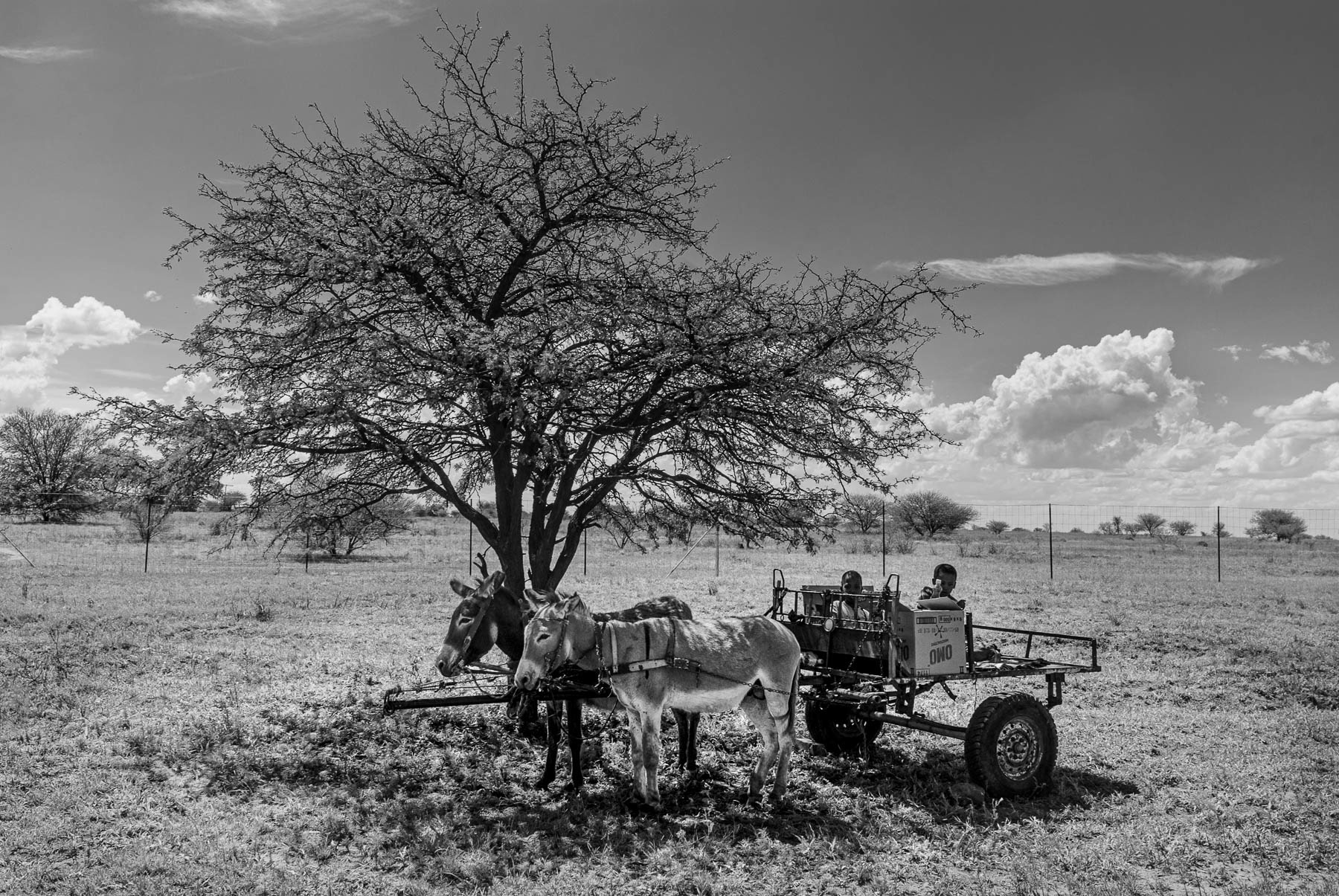 "Setlagoli Donkeycart"