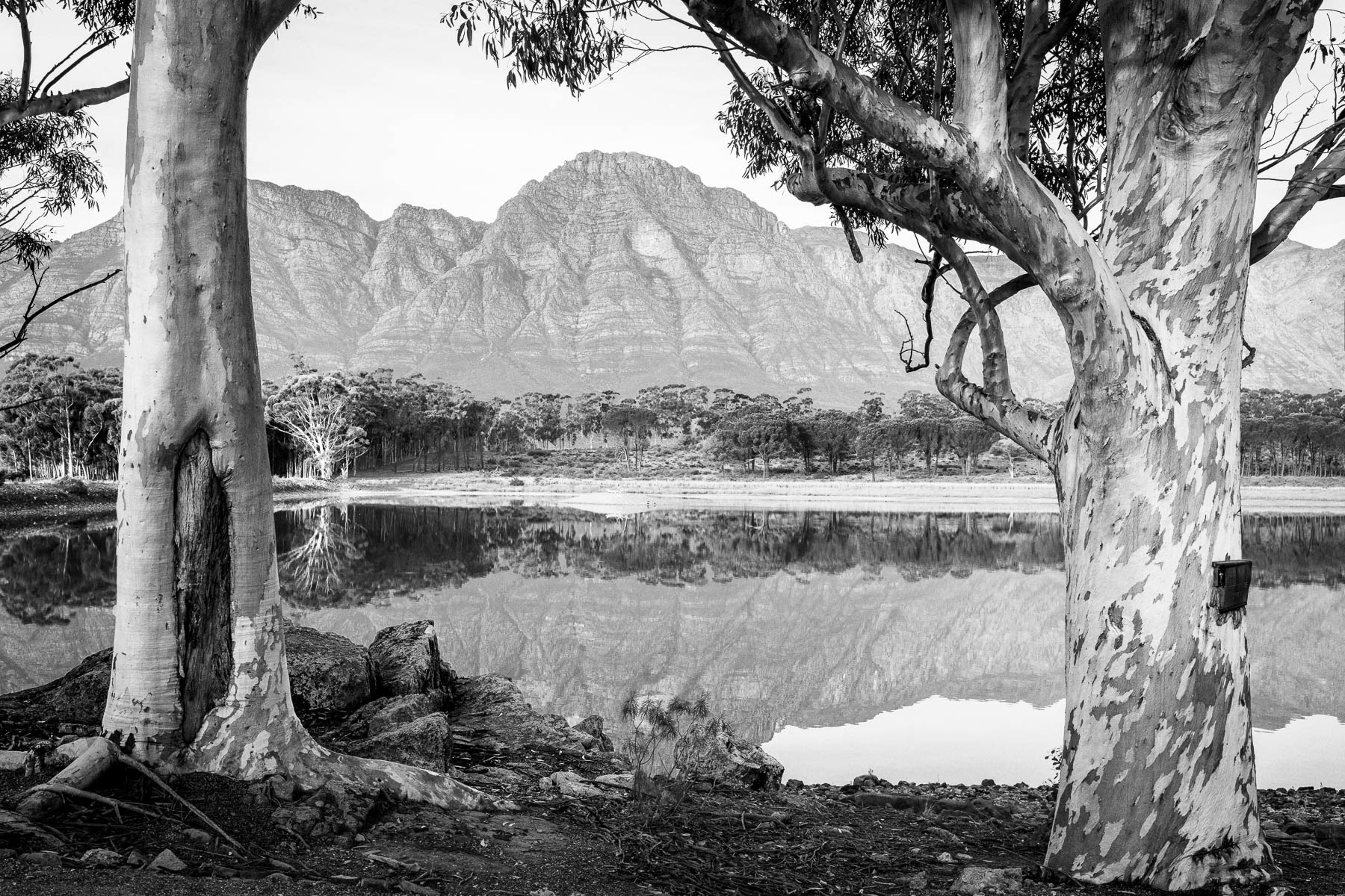 "Bluegum Frame"