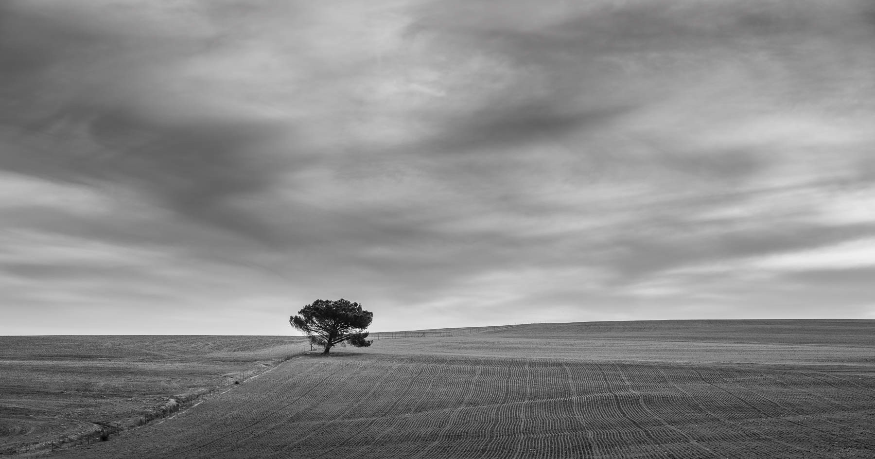 "Solitary Watcher"