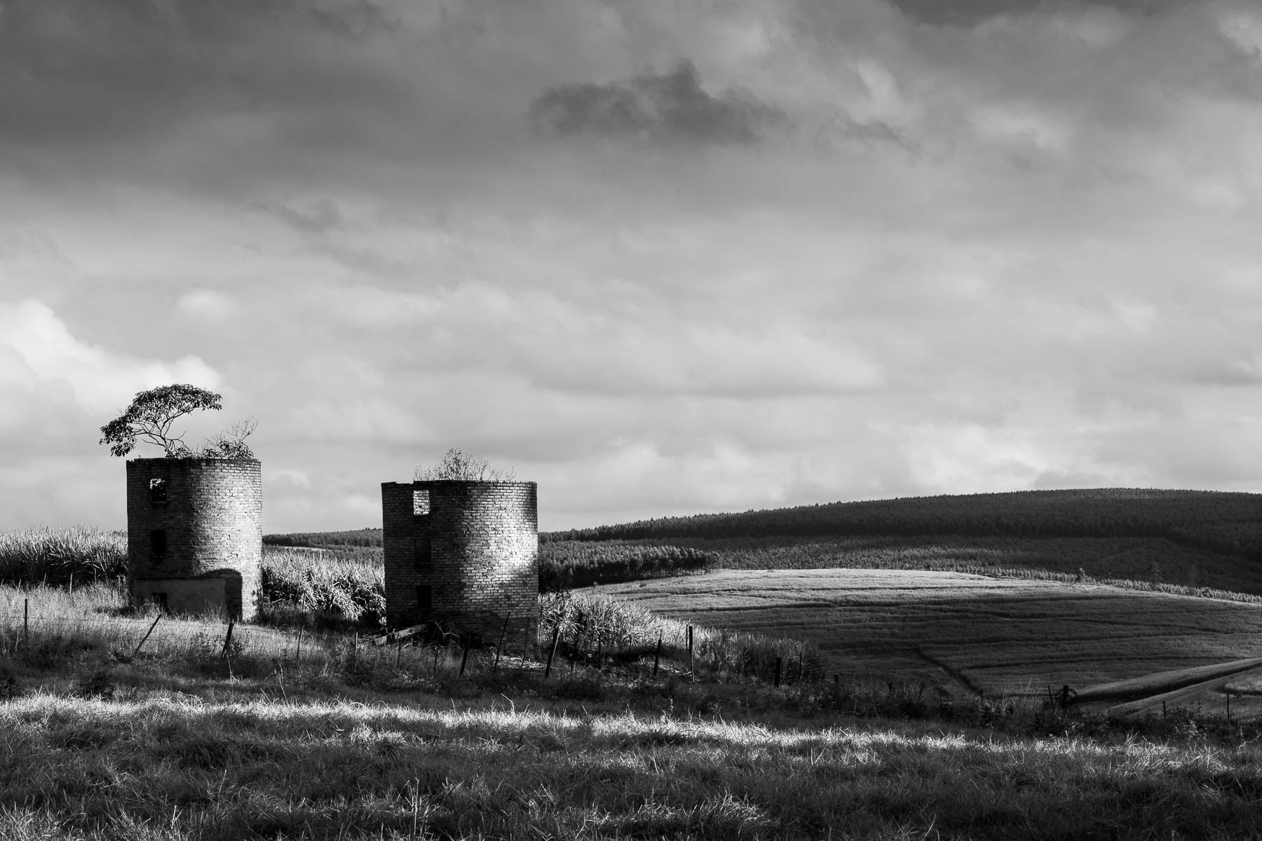 "Silo Tree"  (Hopewell, Natal)