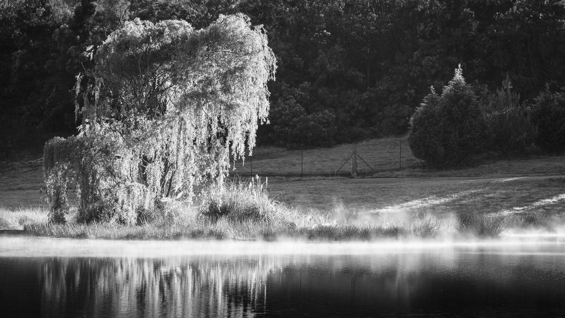 "Lion's River Willow"