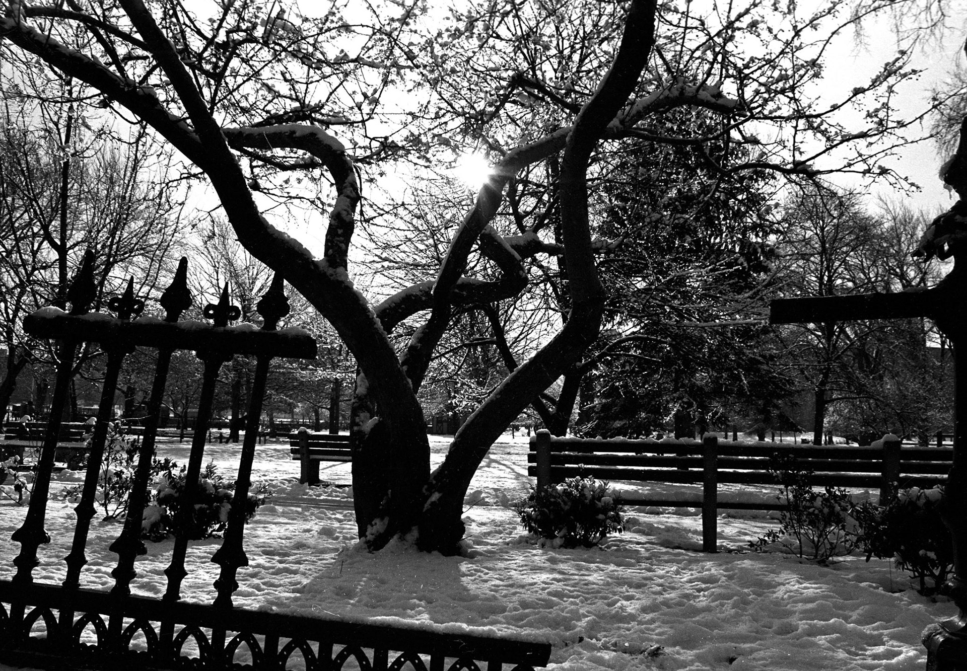 Boston Public Gardens - 12/26/74 (my first roll of 35mm film)