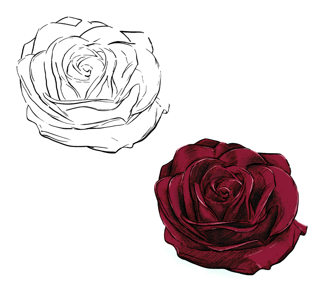 rose, from sketch to finished.