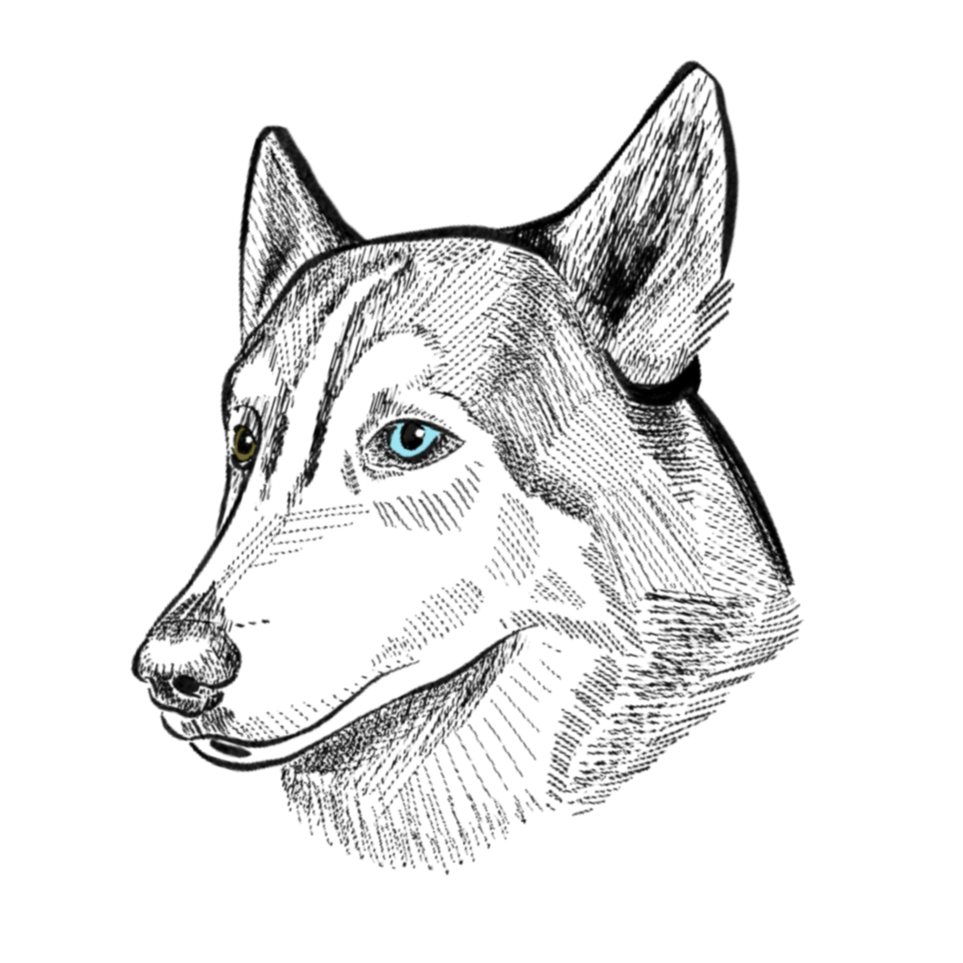 portrait of an old friend.