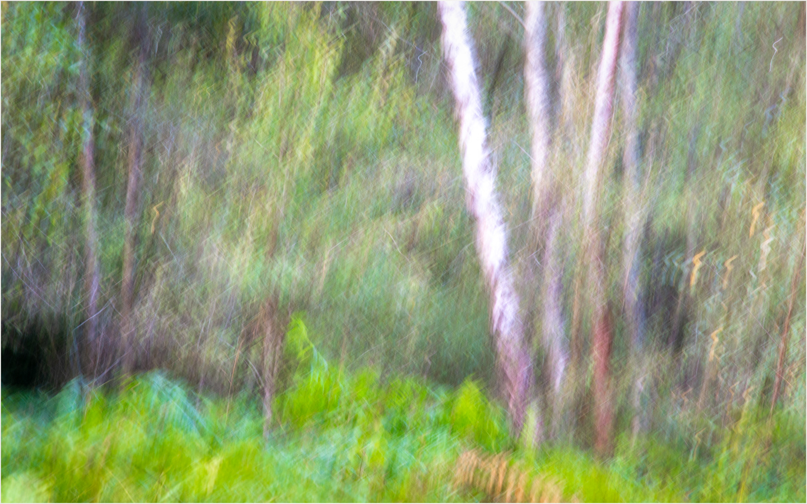 Richard Knapp LRPS_Woodland Birches