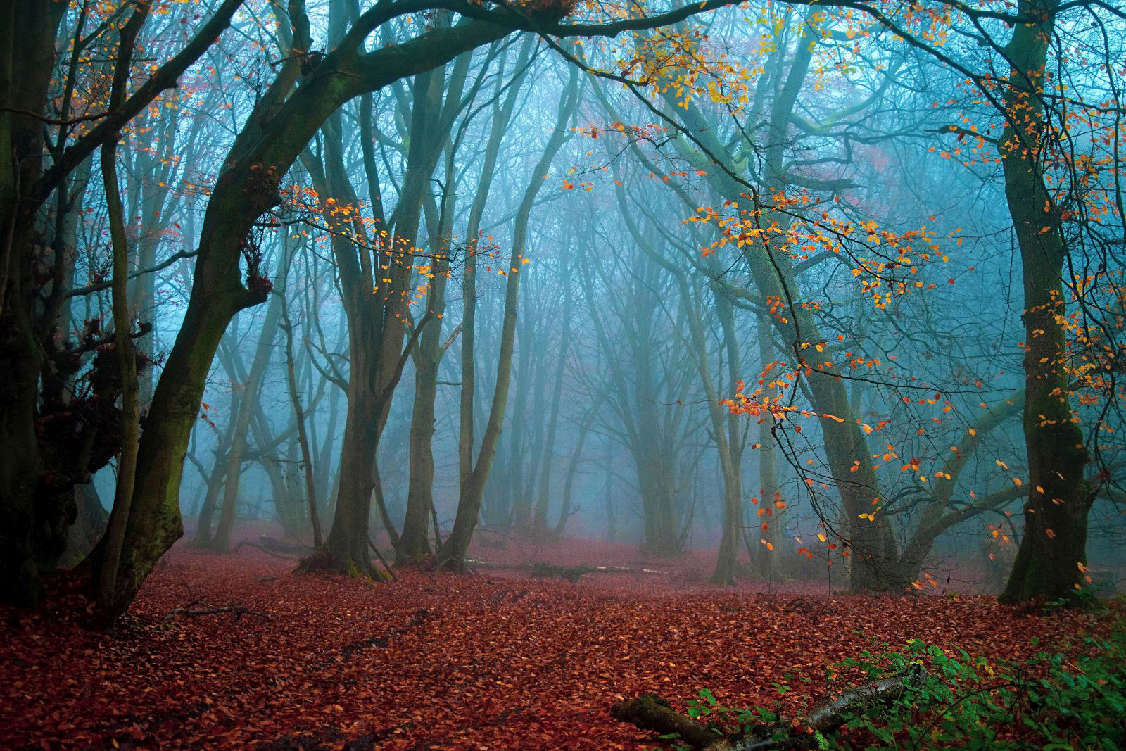 Bogdan Schiteanu_Entering the magin kingdom of redlands wood