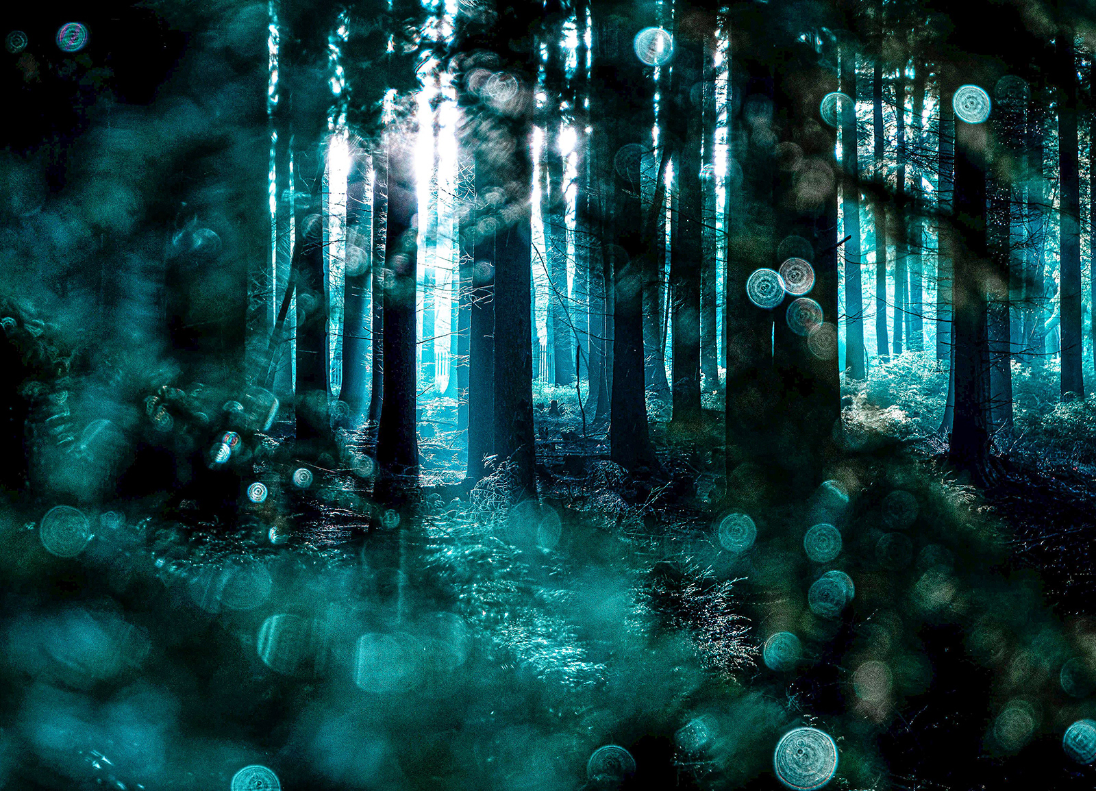 Bogdan Schiteanu_Magic forest - Redlands