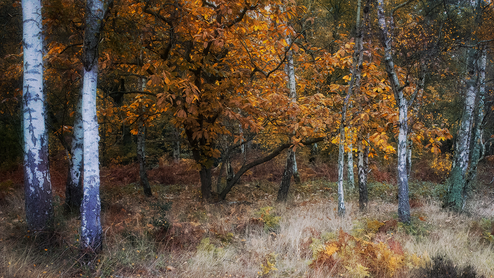 Autumn Colours by David Balaam