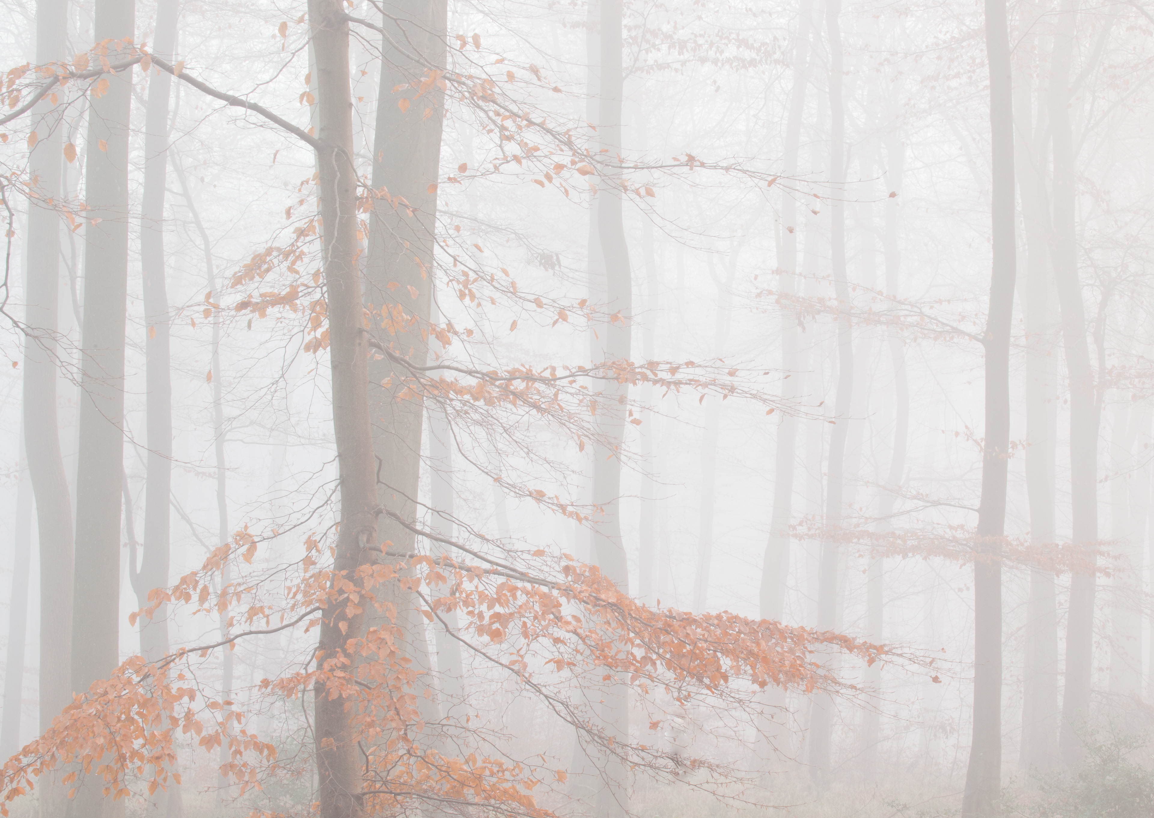 Through the Mist by Stuart Burch