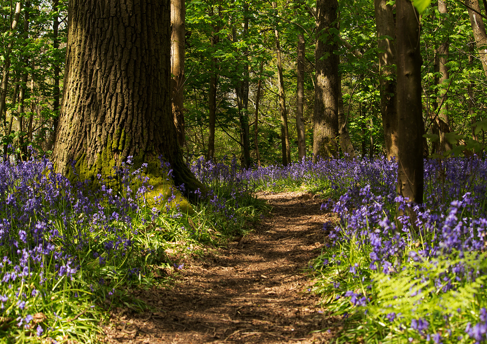Catherine Allum_Nower Wood Bluebells