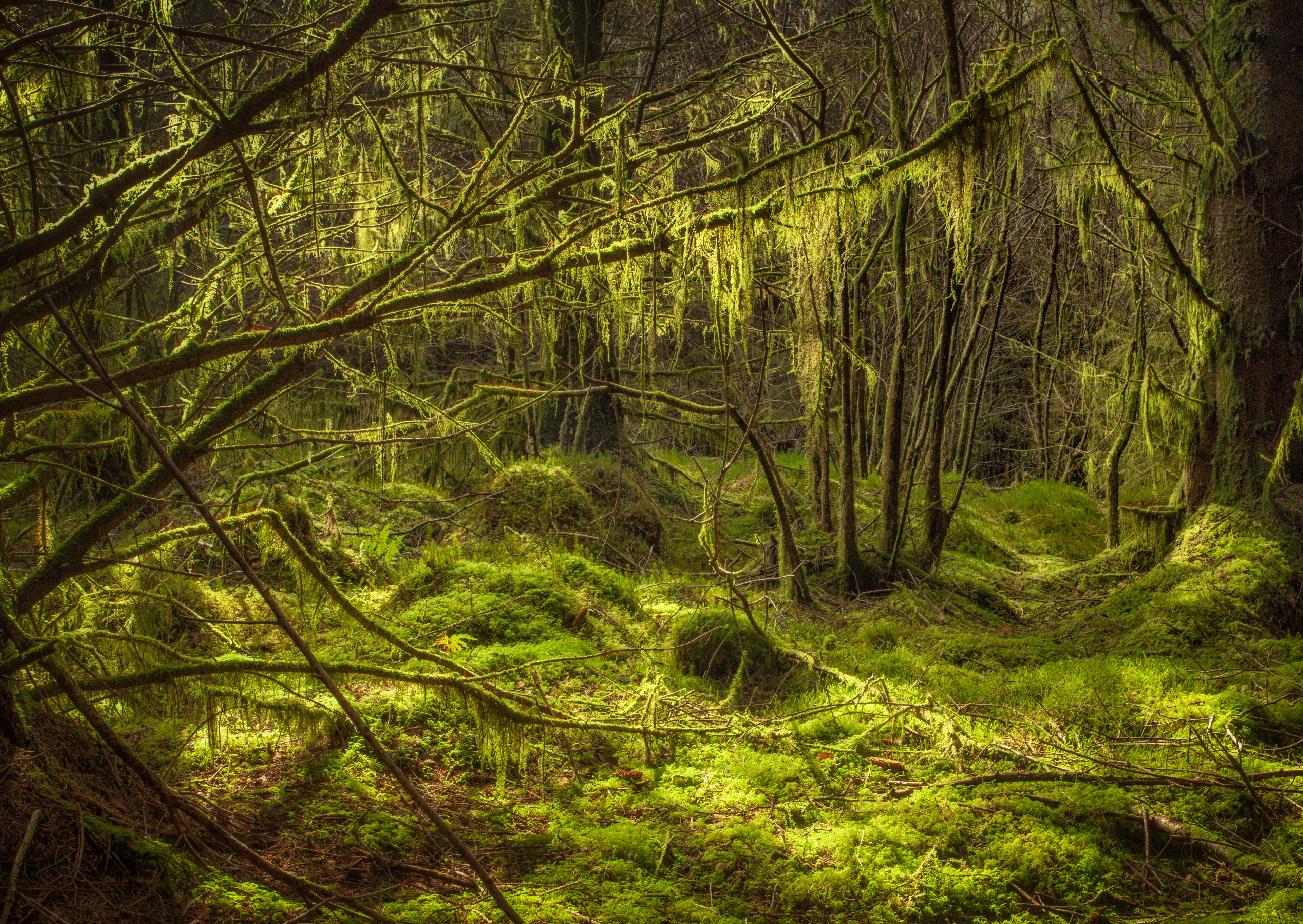 The Green Room by Stuart Burch