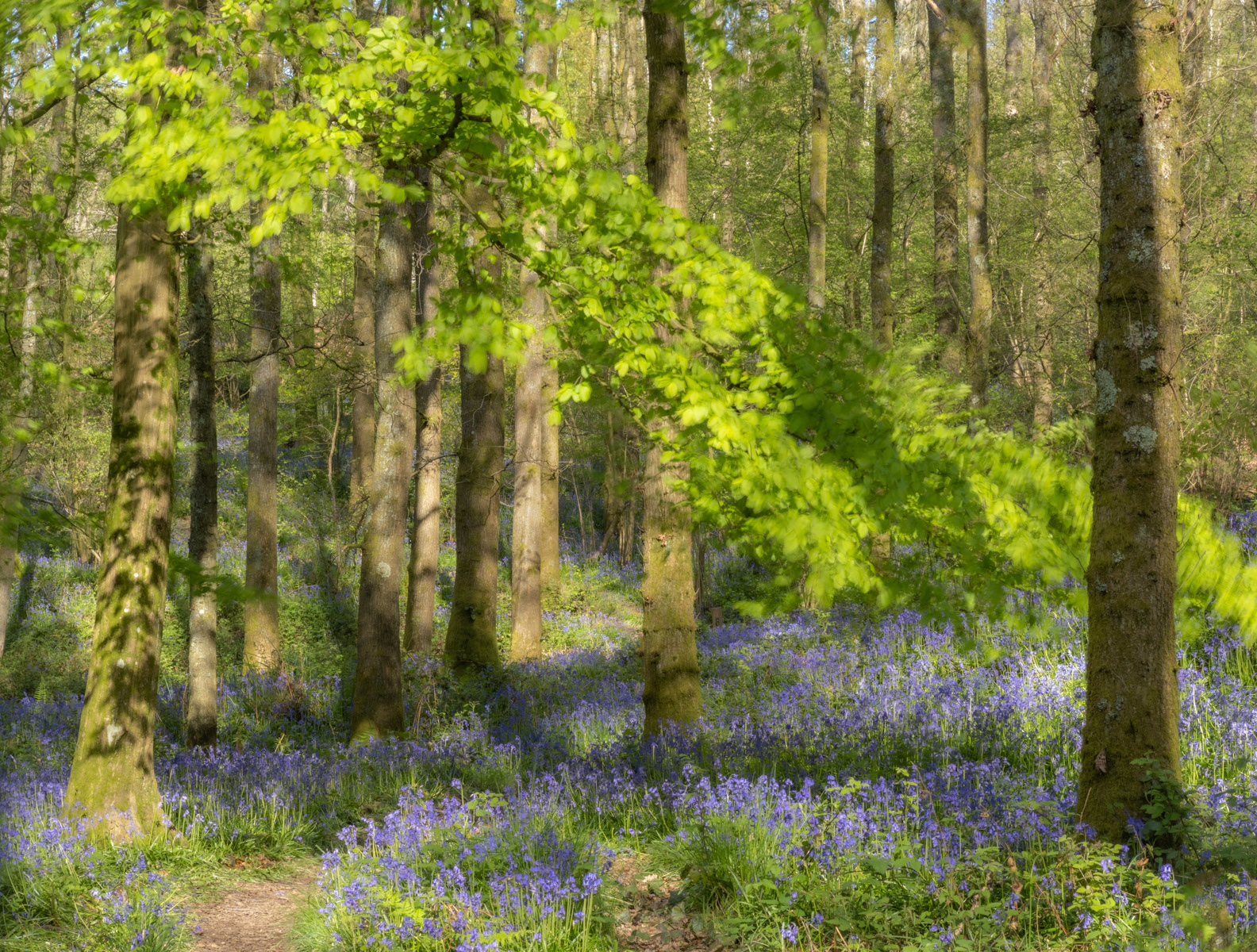 Richard Knapp LRPS_Enchanted Bluebell Wood