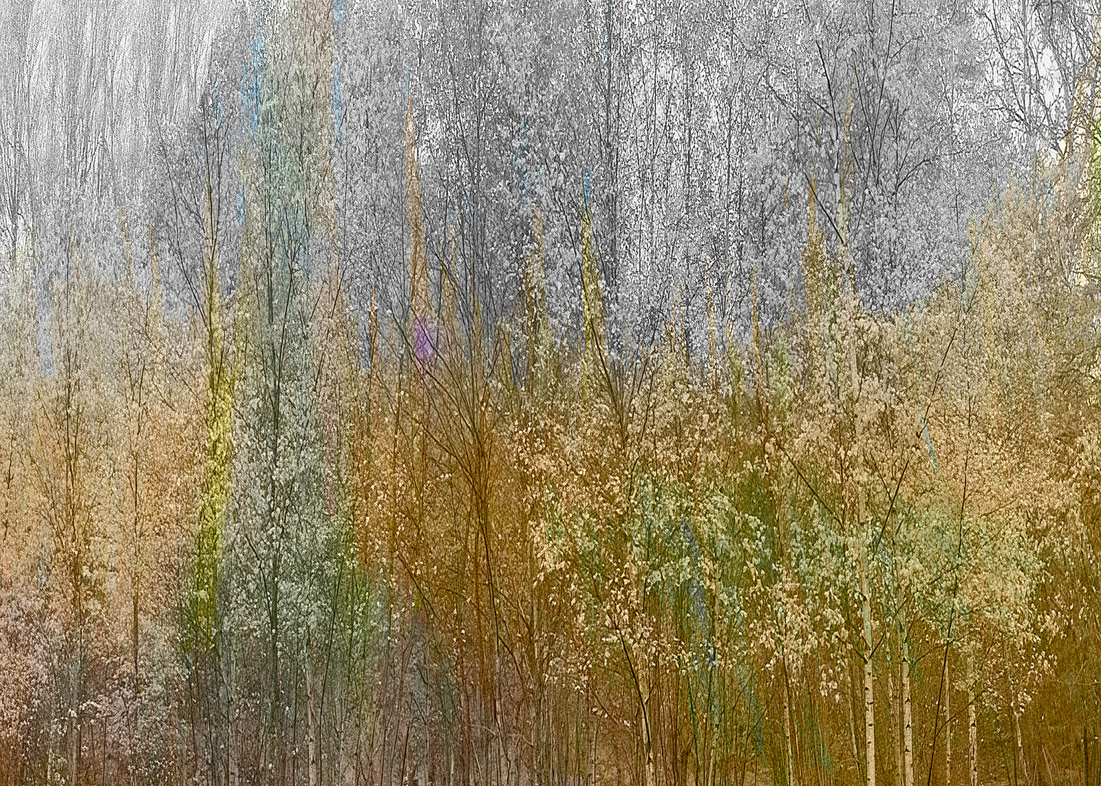 Shimmering by David Balaam