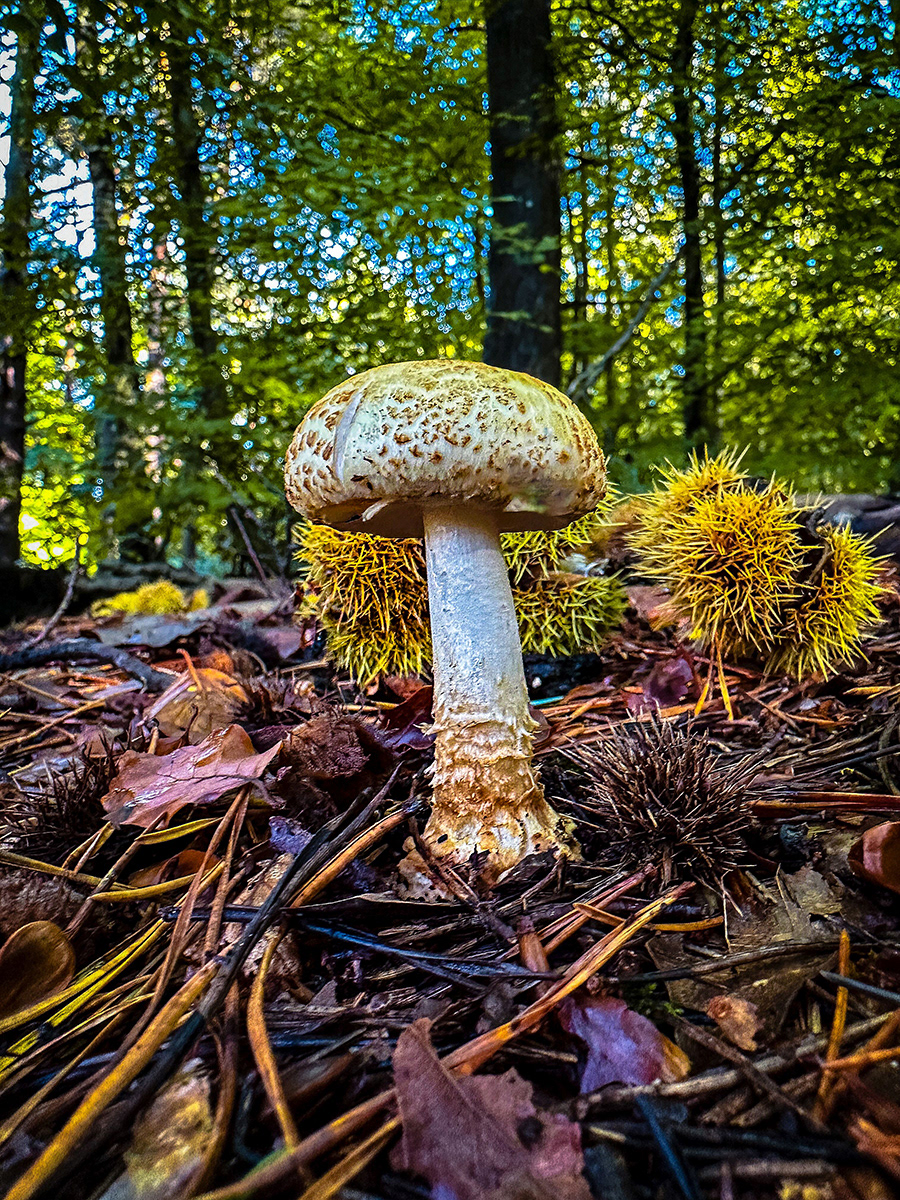 Bogdan Schiteanu_Autumn vibes