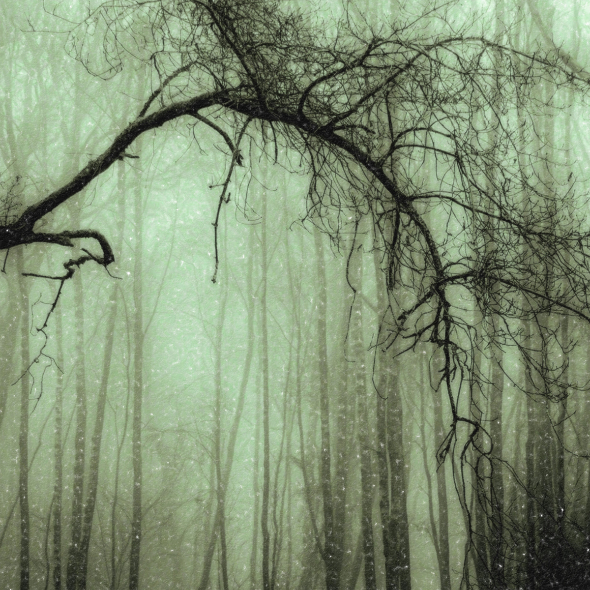 Andrew Webster ARPS_Foggy Morning