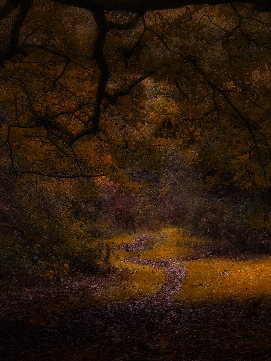 The Glade by David Balaam
