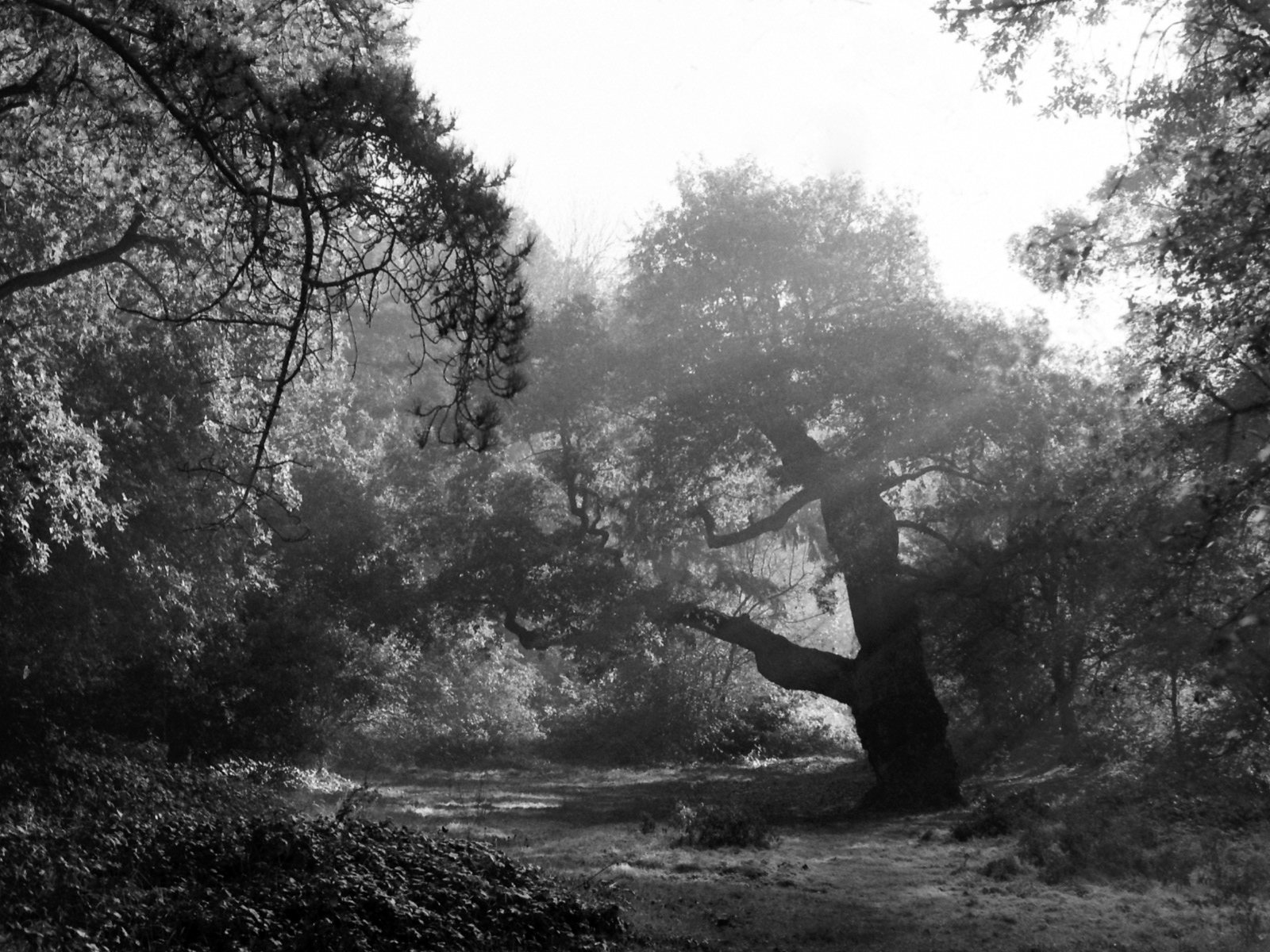 Ron Matthews Sunrise On An Ancient Oak