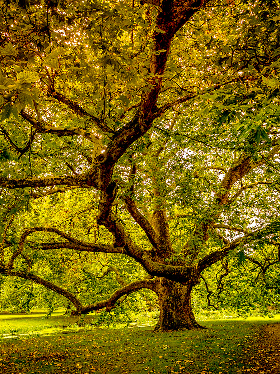 Shining through by David Balaam