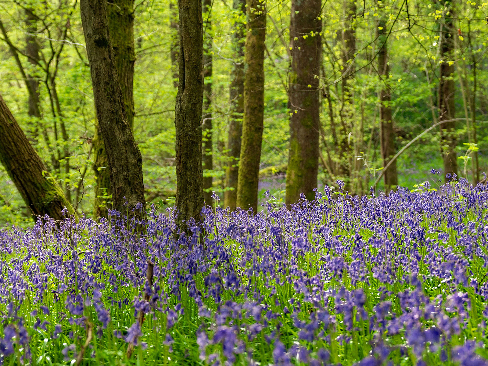 Bogdan Schiteanu_Bluebells at franks wood