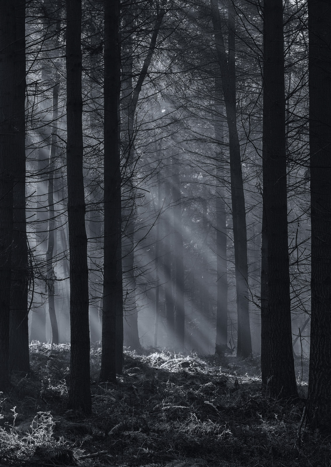 All is Quiet in the Forest by Stuart Burch