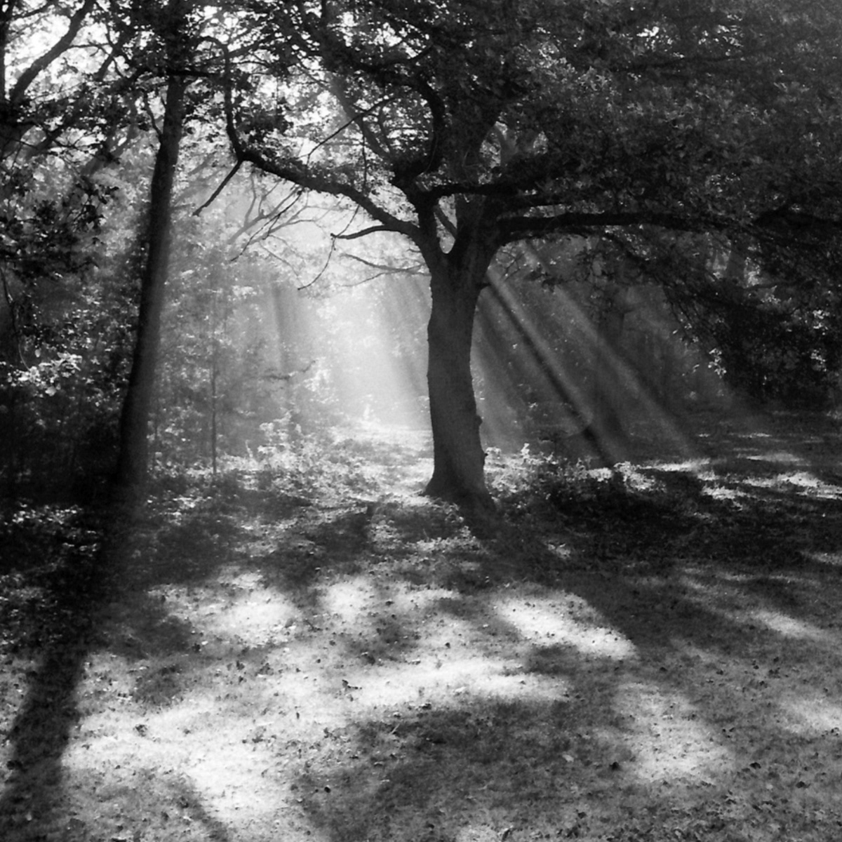 Ron Matthews_Dappled Glade