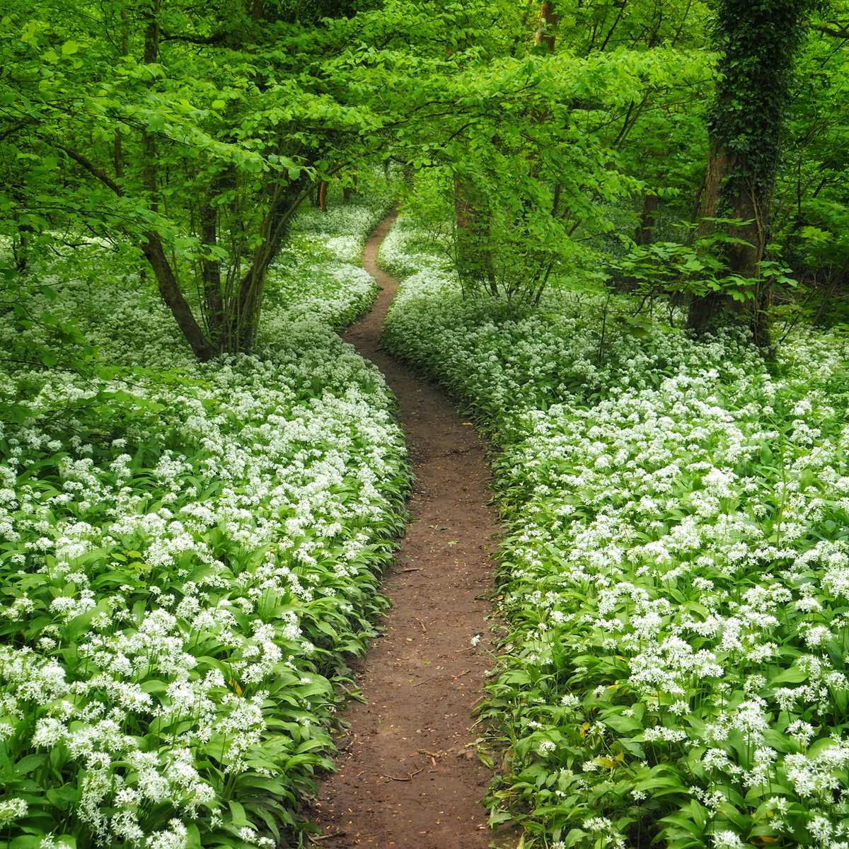 Andrew Webster ARPS_Wild Garlic