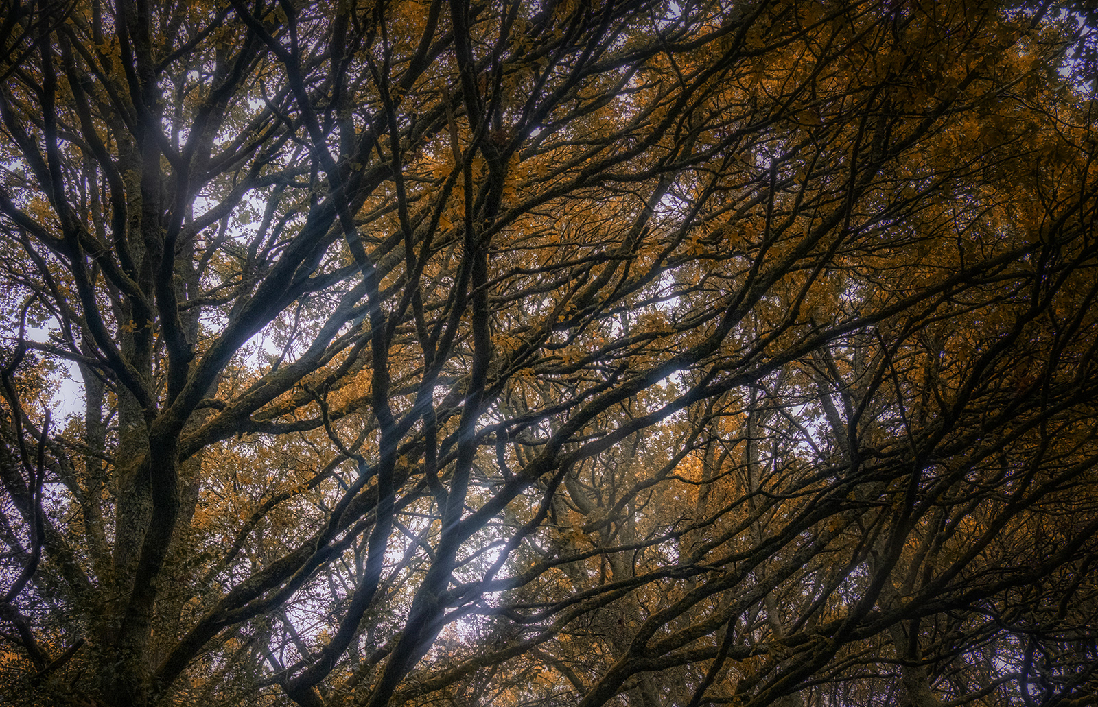 Branches by David Balaam