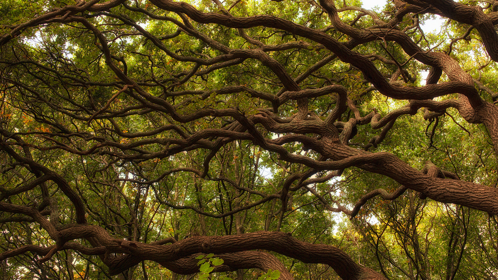 Branches everywhere by David Balaam