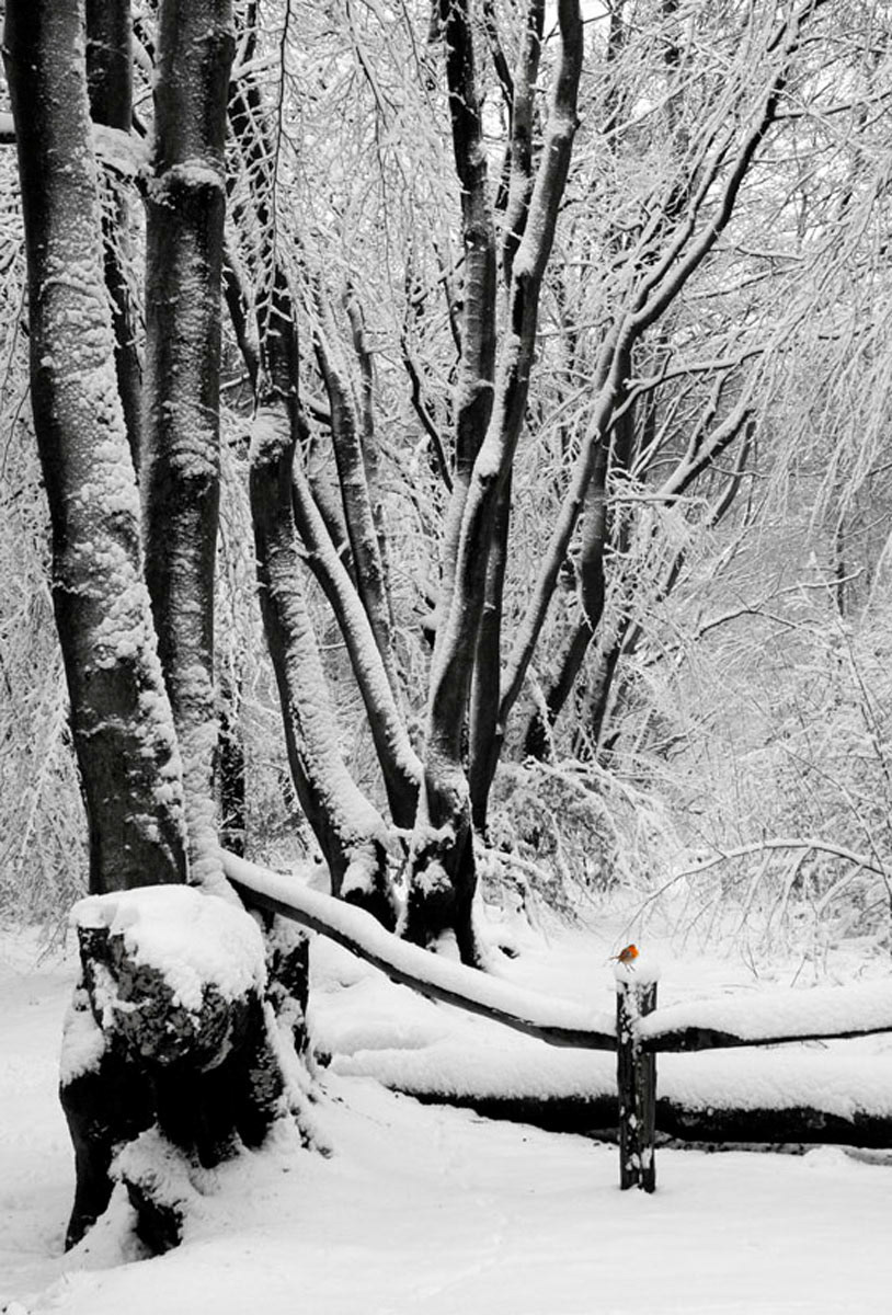 Edward Bennett LRPS_Winter wood