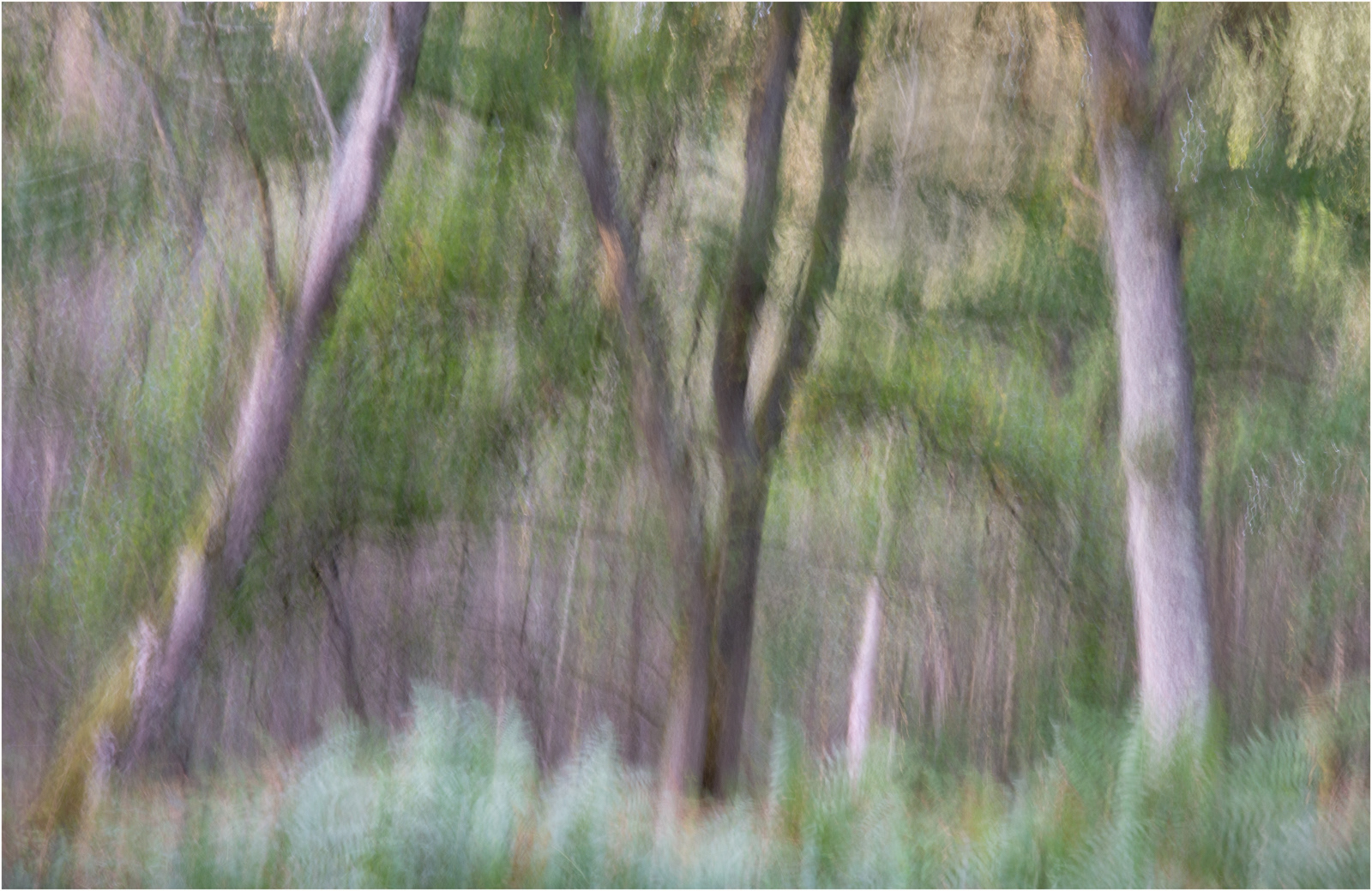 Richard Knapp LRPS_Woodland Symmetry