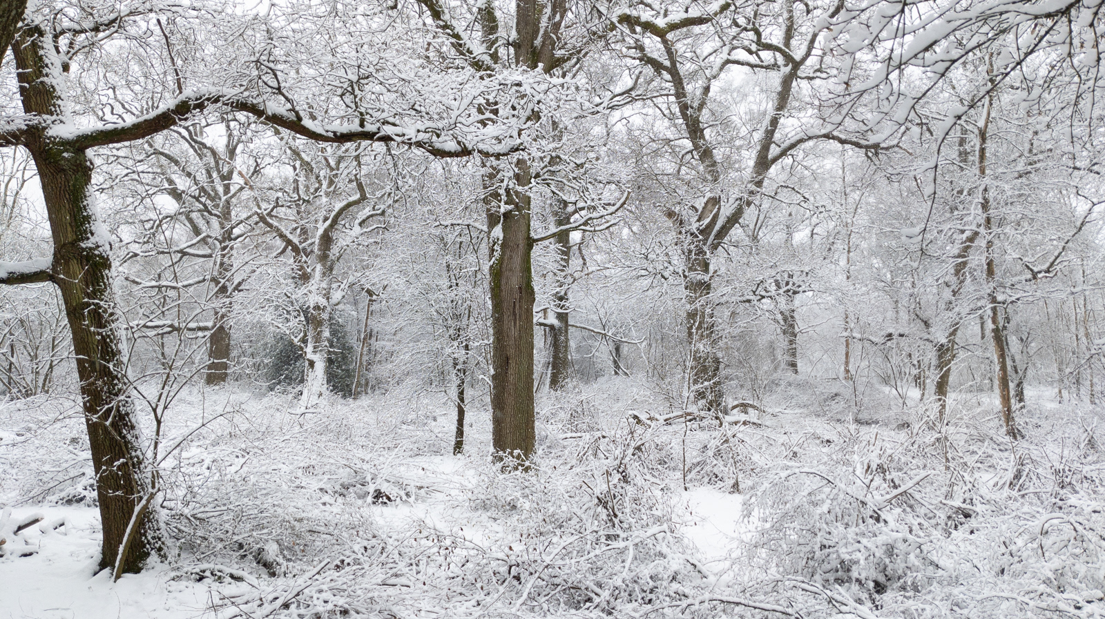 Richard Knapp LRPS_Snow fall