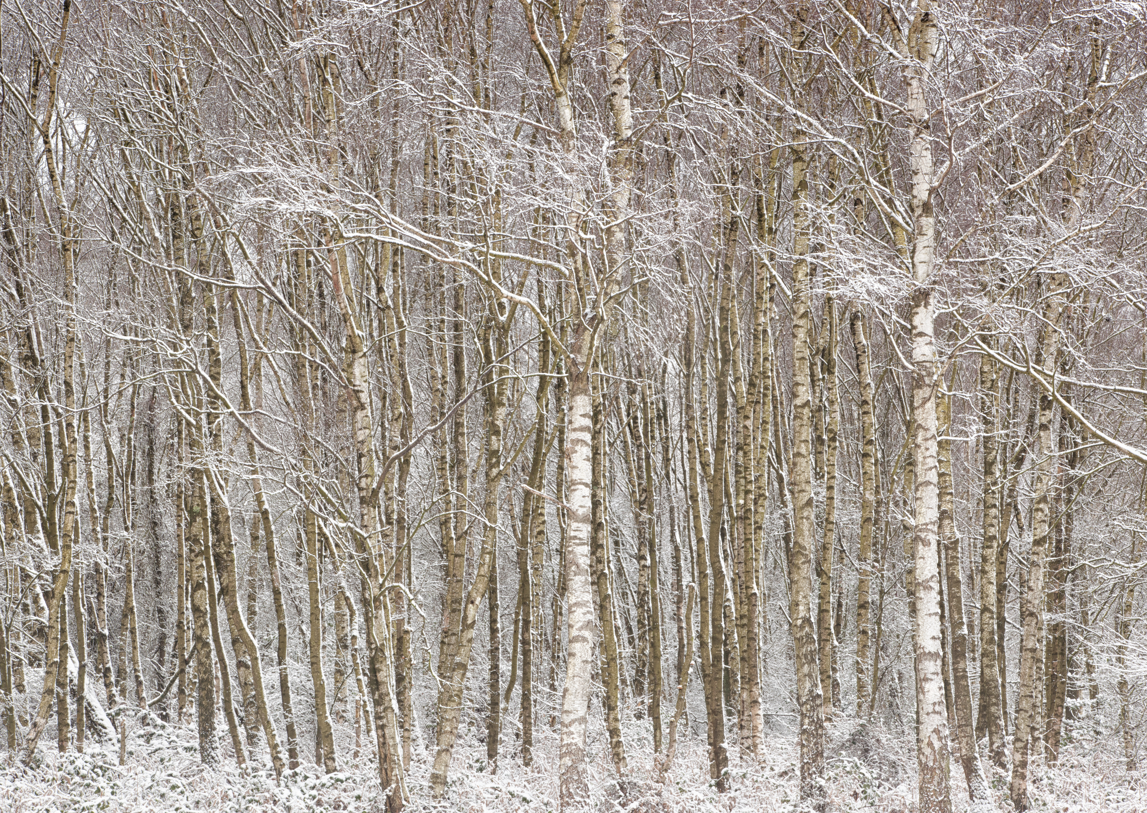 Winter by Stuart Burch