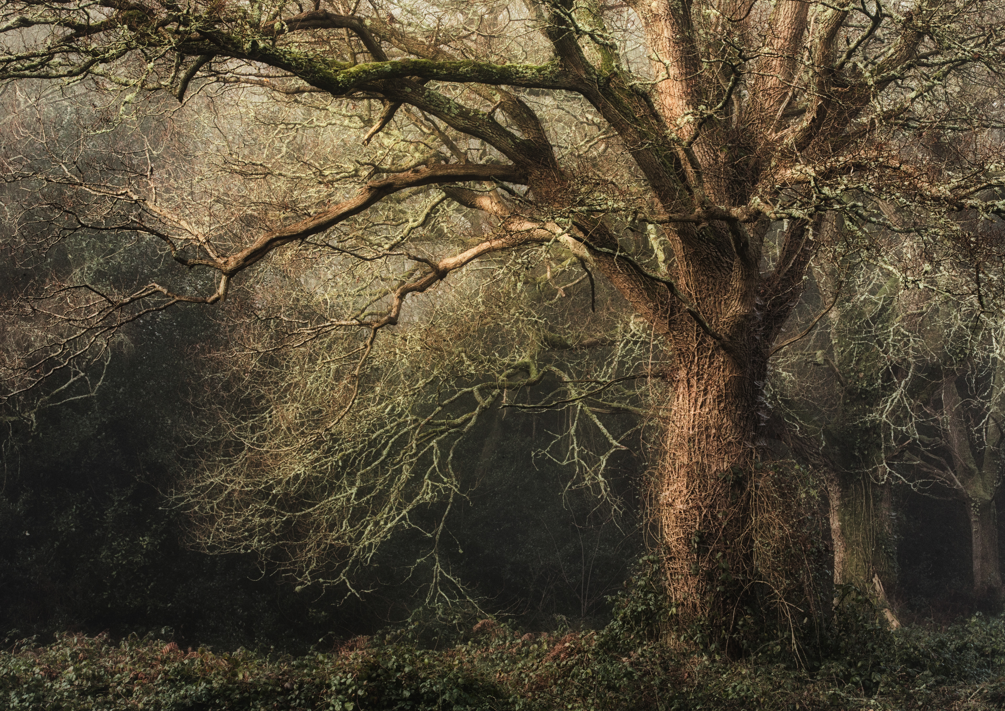 The Winter Oak by Stuart Burch