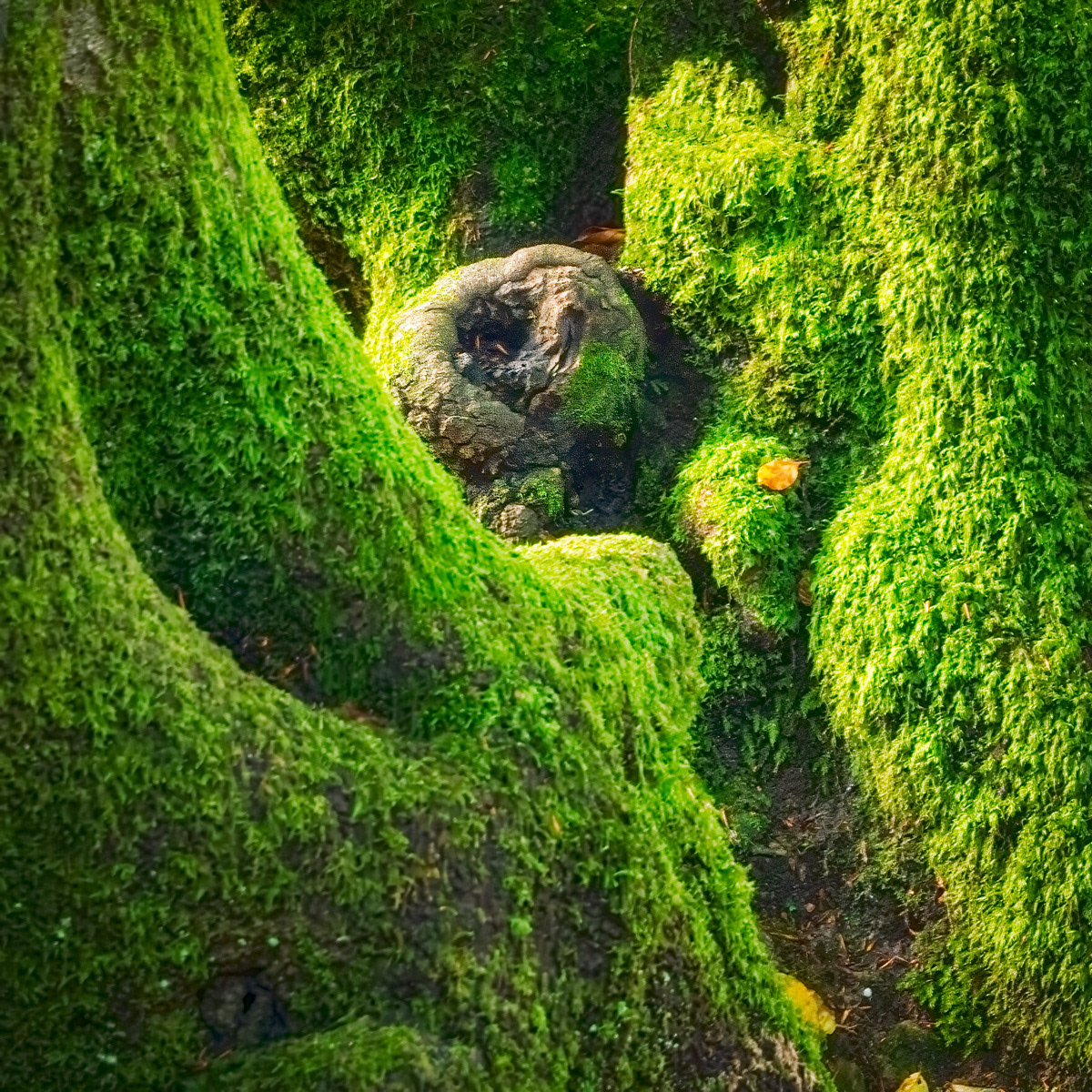 Andrew Webster ARPS_Mossy Roots