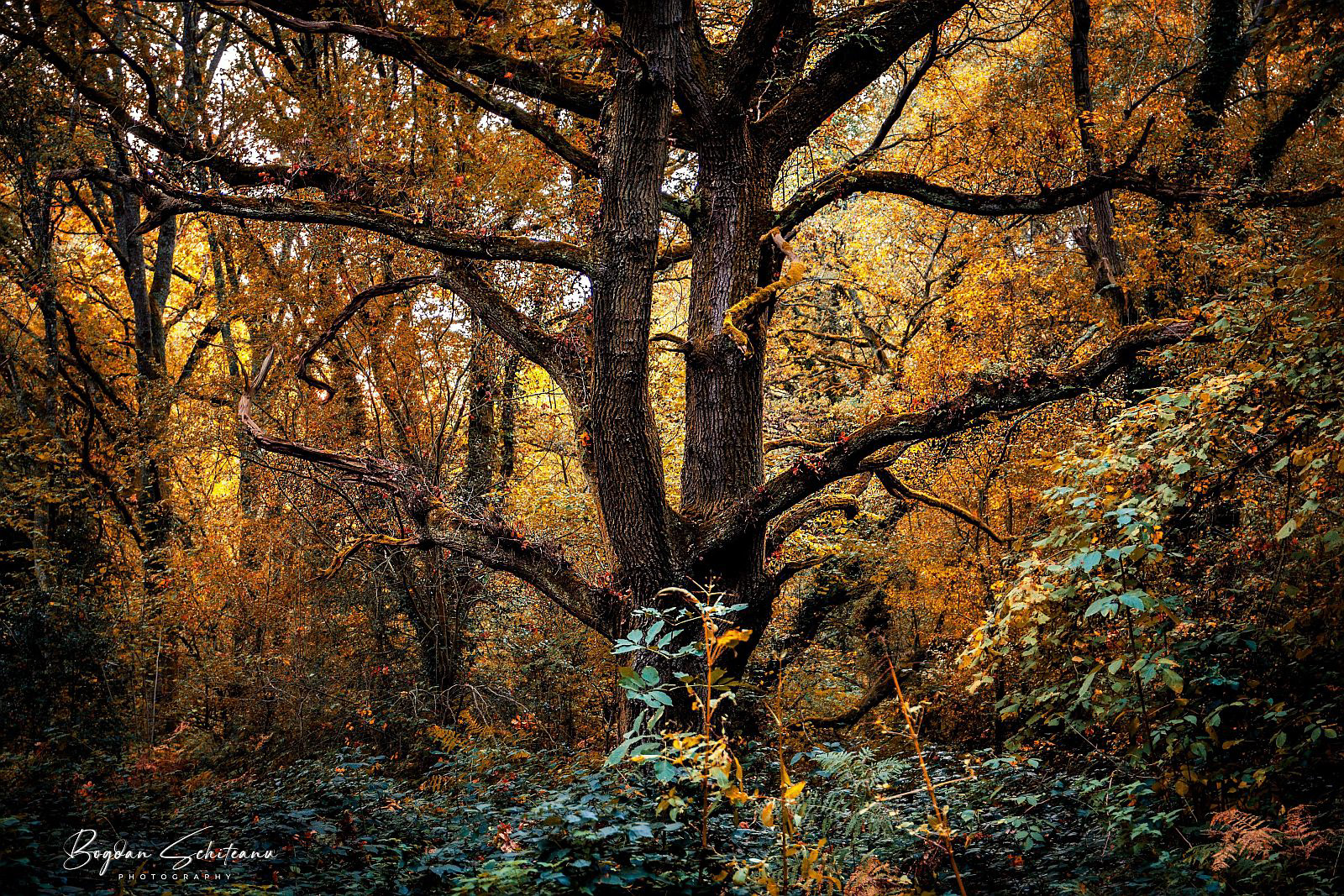 Autumn Colours by Bogdan Schiteanu