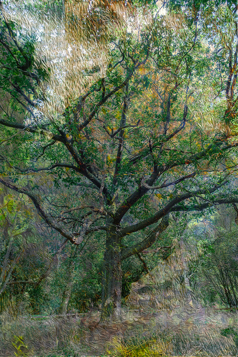 Tree in oils by David Balaam
