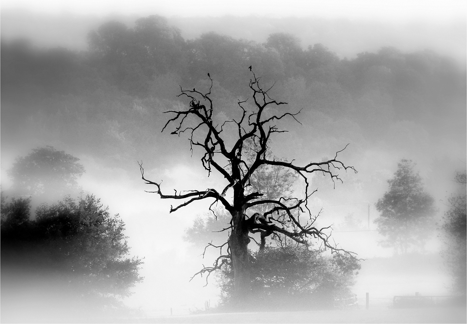 Bob Ede_Tree at Chiddingfold