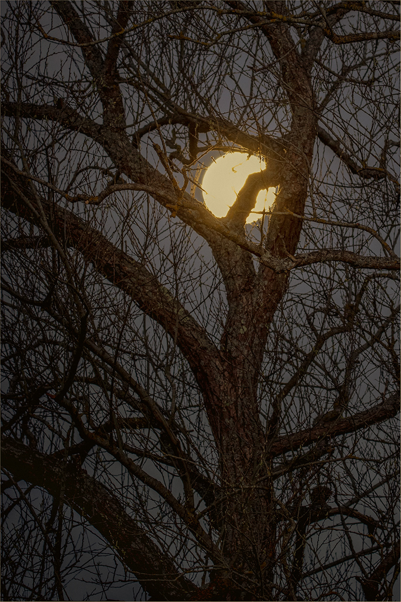 Bob Ede_The Moon Stuck in a Tree